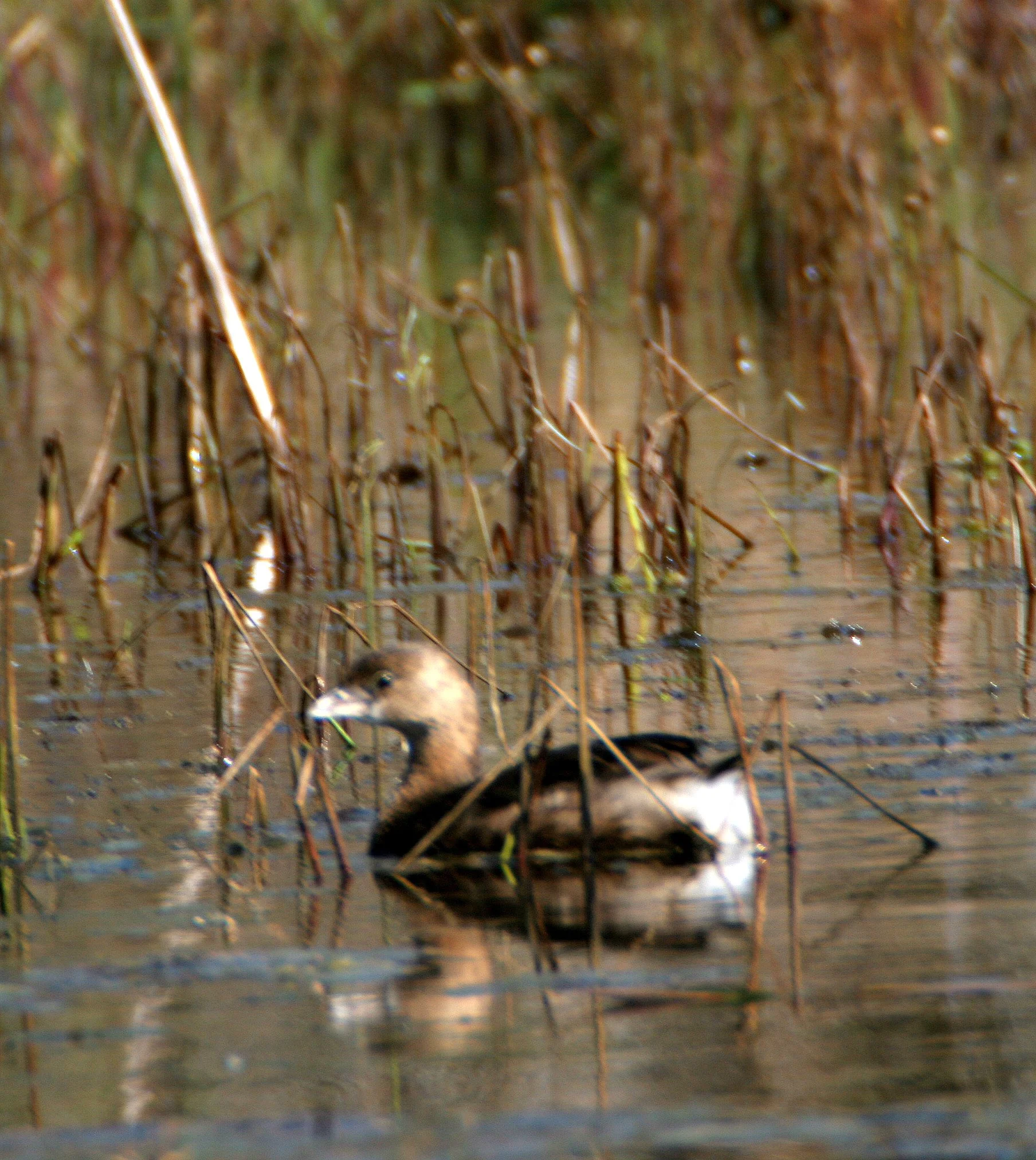Pied-billed Grebe (Podilymbus podiceps) Aransas NWR Texas (1).jpg