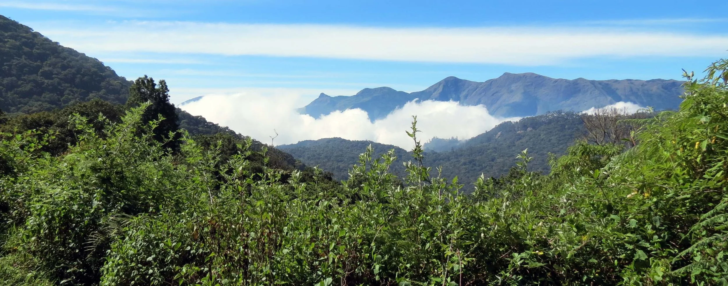 PAMPADUM SHOLA NATIONAL PARK INDIA - VATTAVADA (43).JPG