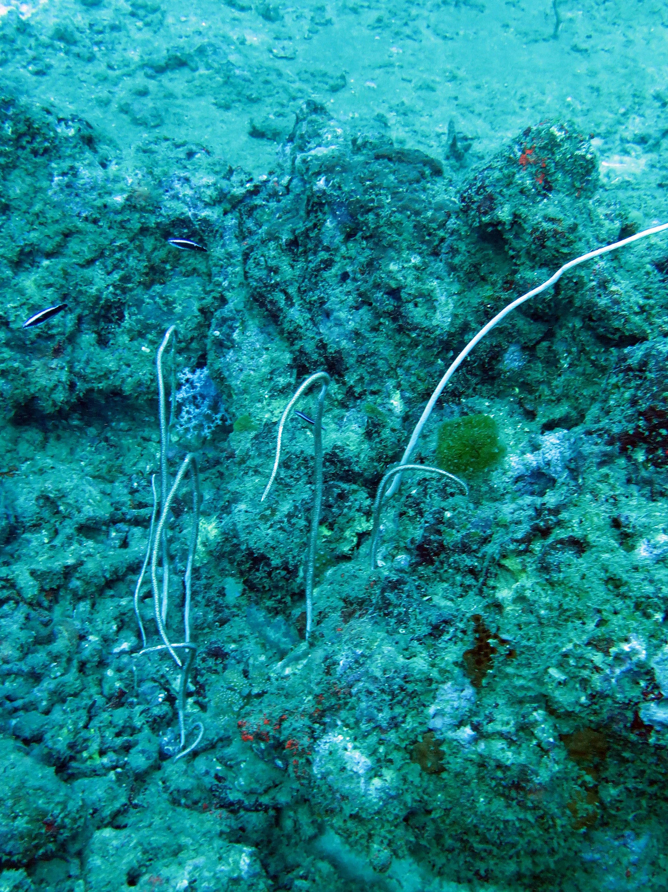 2014 Similan Islands Marine Park Thailand ISB Dive Trip (14).JPG