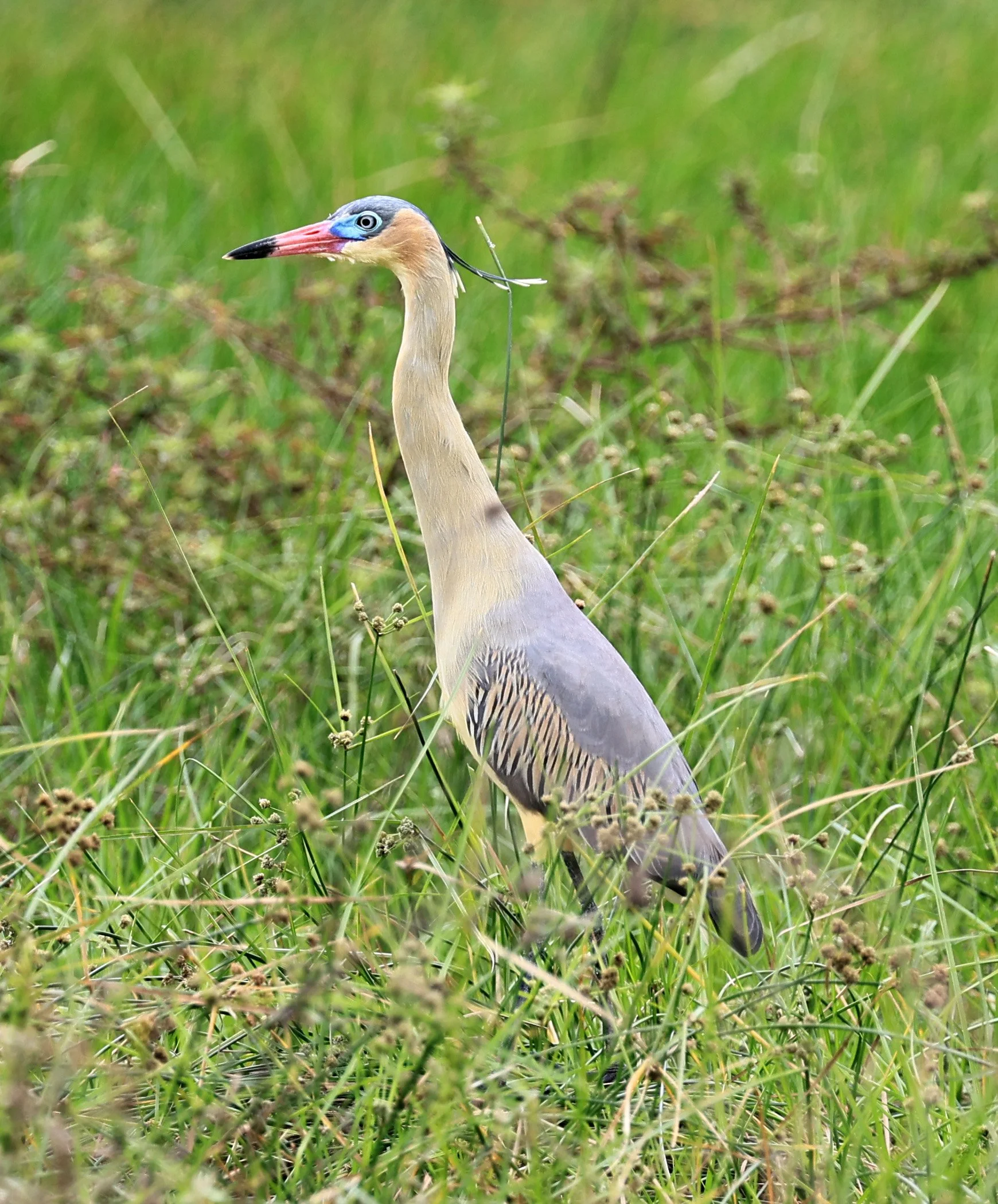 Whistling Heron (Syrigma sibilatrix) Agua Dulce Paraguay (8).jpg