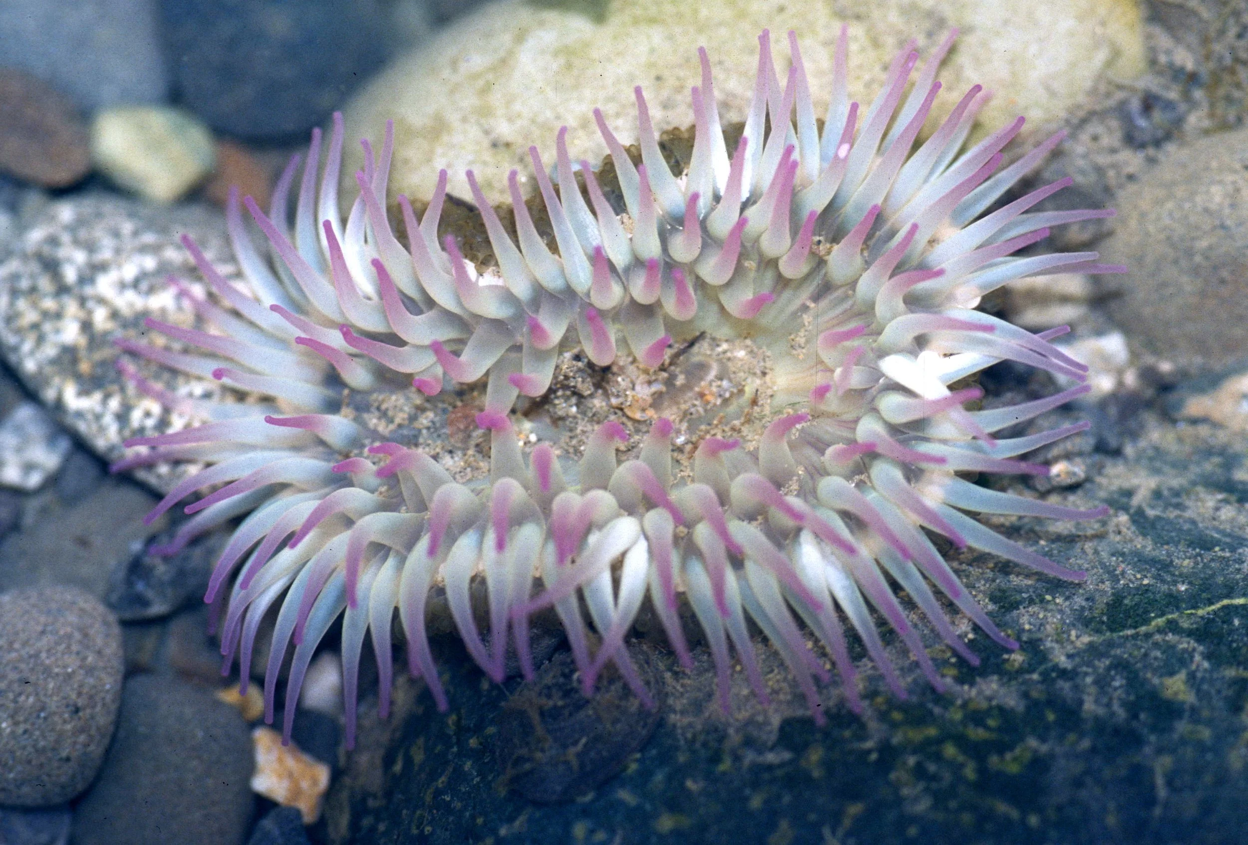INVERTS - INTERTIDAL - CNIDARIAN - ANEMONE - STRAWBERRY -  LAKE FARM TIDE POOLS.jpg