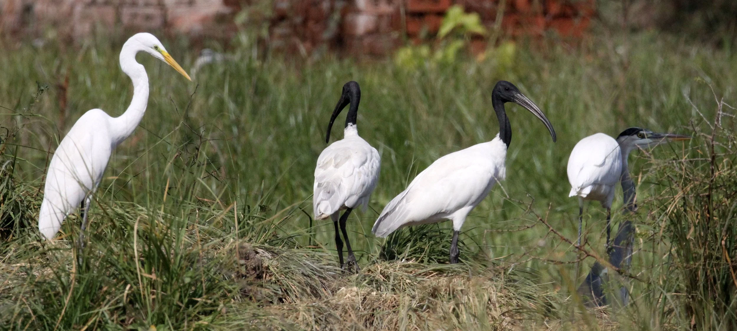 EGRET - EASTERN GREAT EGRET - Ardea (alba) modesta - BLACK-HEADED IBIS - NEAR AHMEDABAD GUJARAT INDIA (6).JPG