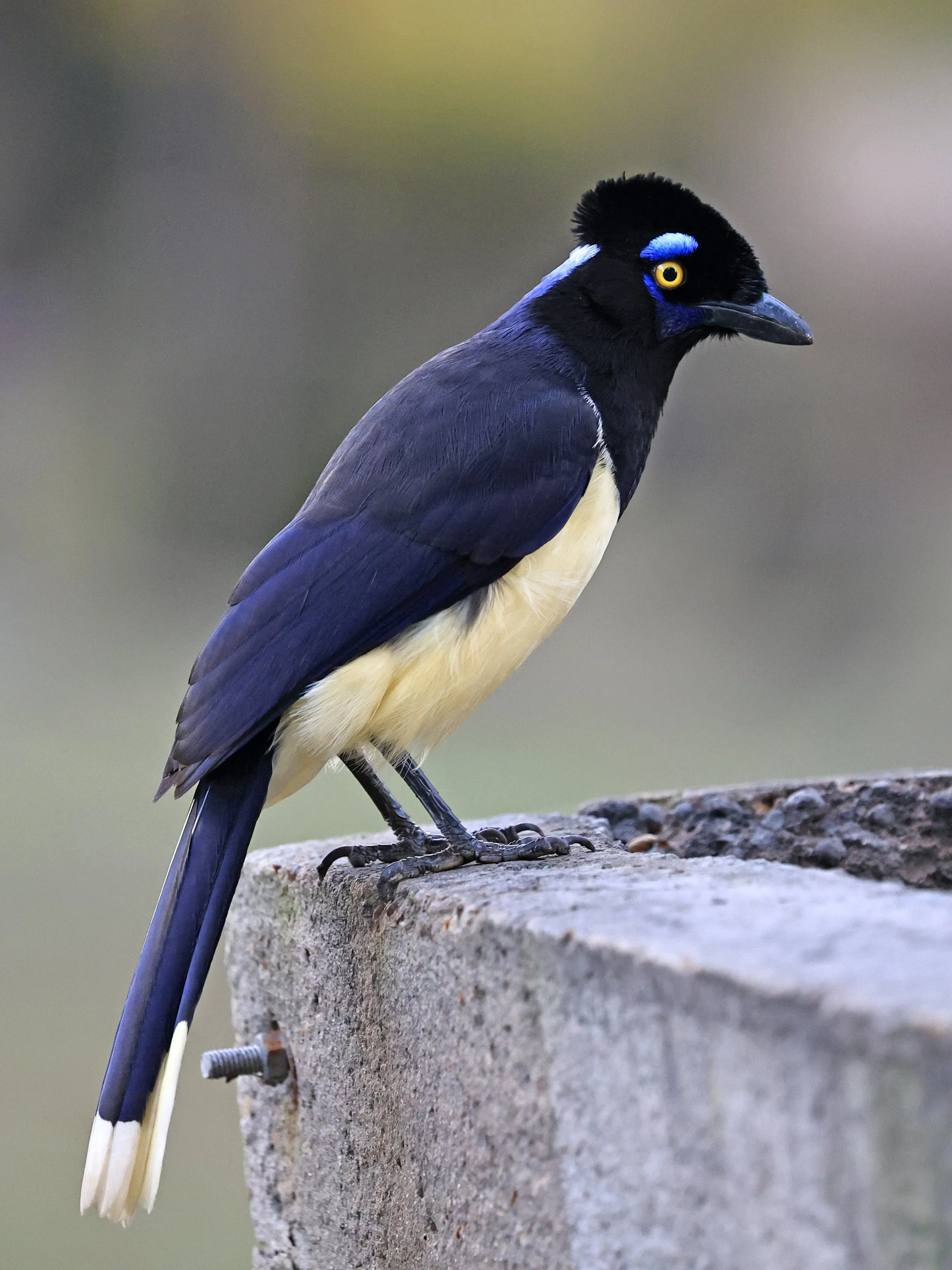 Plush-crested Jay (Cyanocorax chrysops) El Palmar National Park, Entre Rios, Argentina (19).jpg