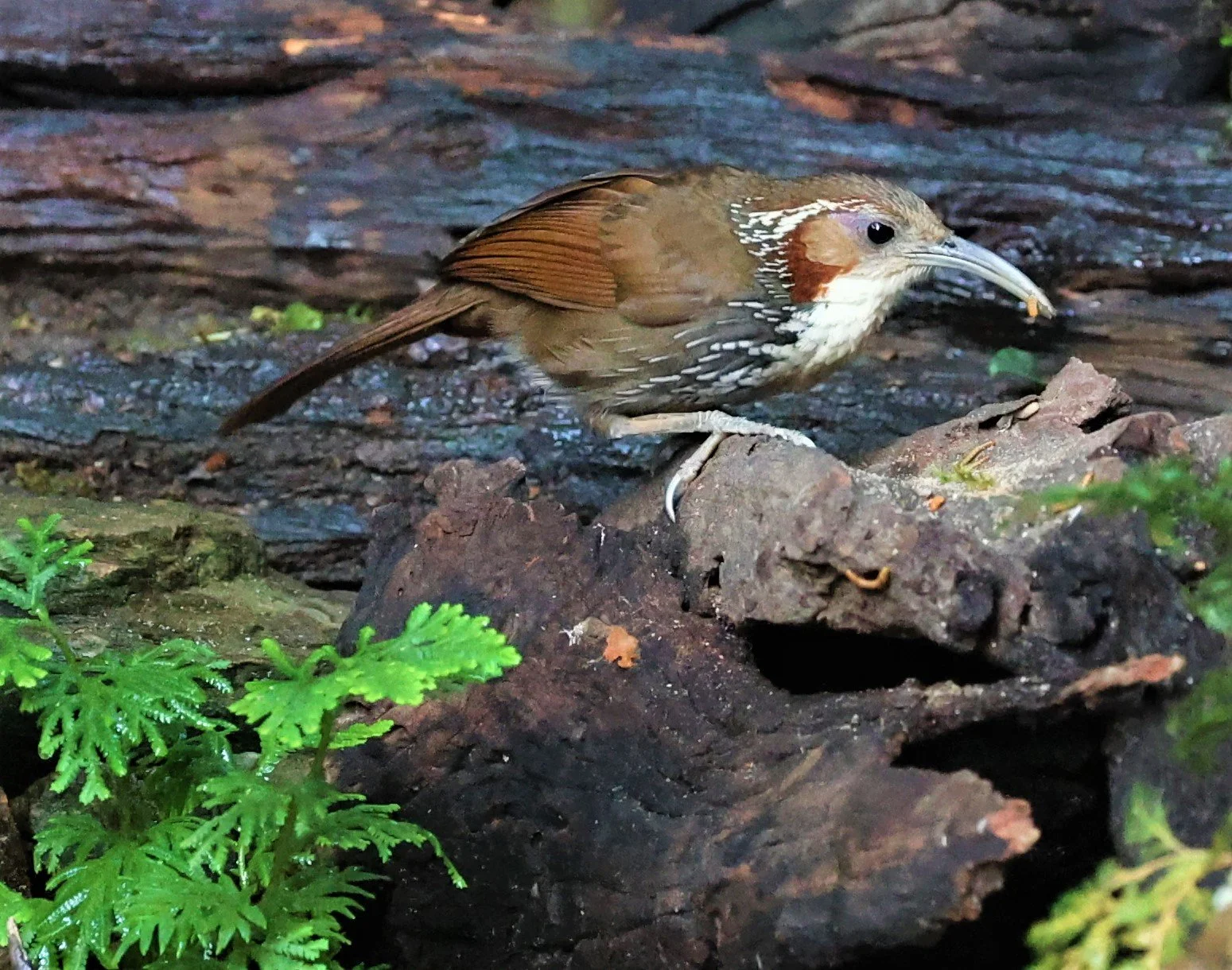 SCIMITAR BABBLER - Erythrogenys hypoleucos - LARGE SCIMITAR BABBLER - PETCHABURI PROVINCE - NUY HIDE NEAR KAENG KRACHAN JAN 2022 (12).jpg
