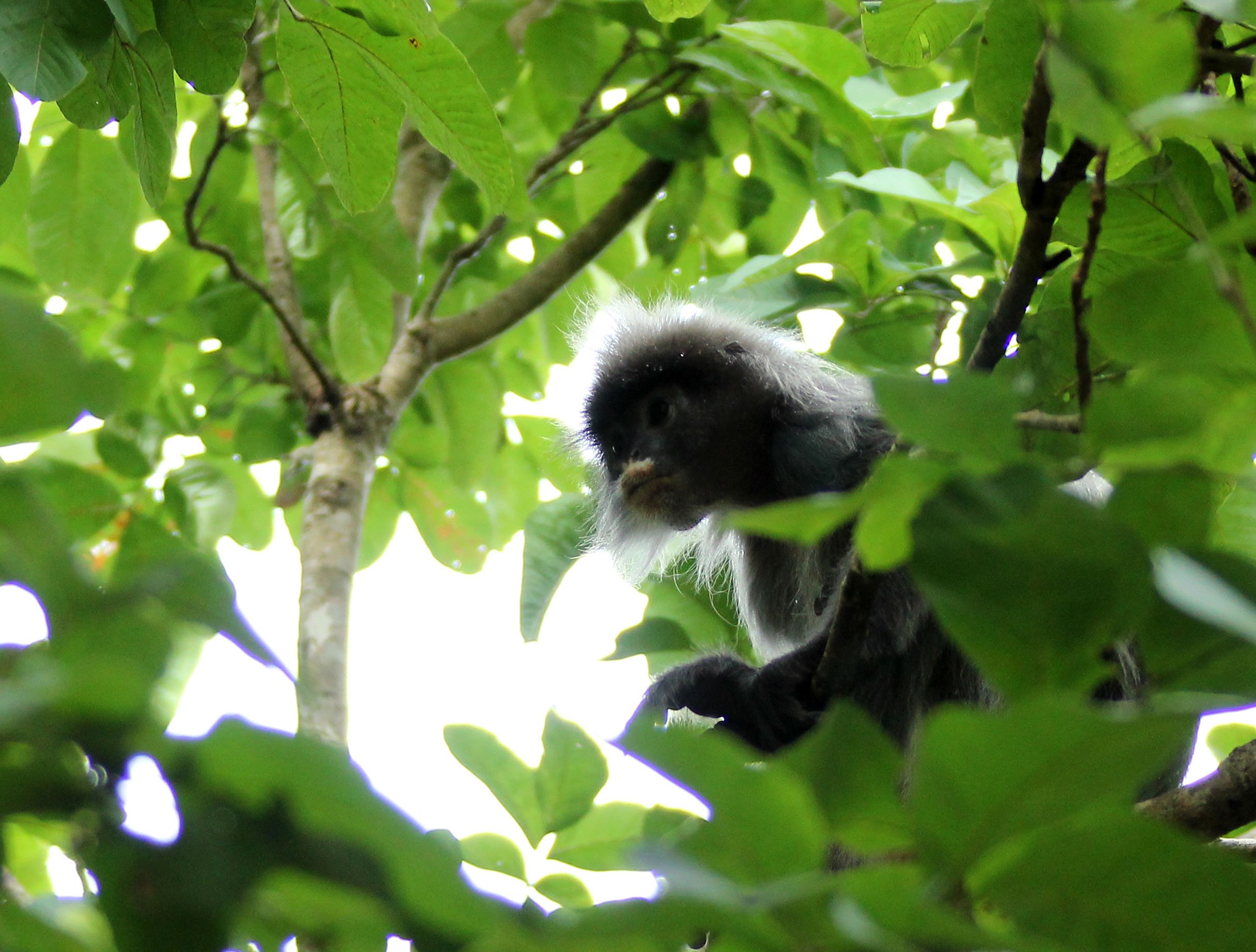 CERCOPITHECIDAE - Trachypithecus crepusculus - INDOCHINESE GRAY LANGUR - PHI THA KHON TEMPLE LOEI (14).JPG