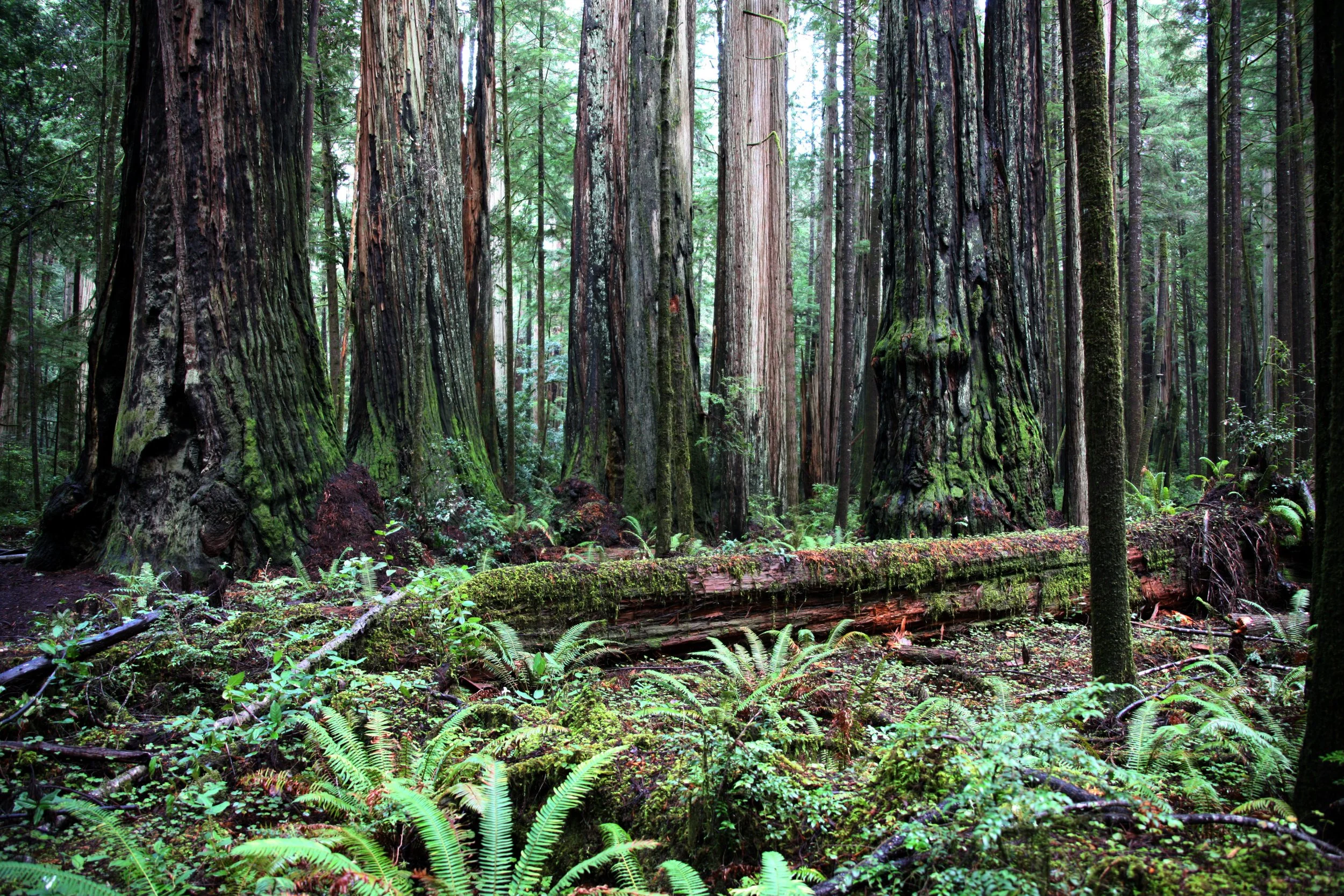 JEDIDIAH SMITH REDWOODS STATE PARK CALIFORNIA (9).JPG
