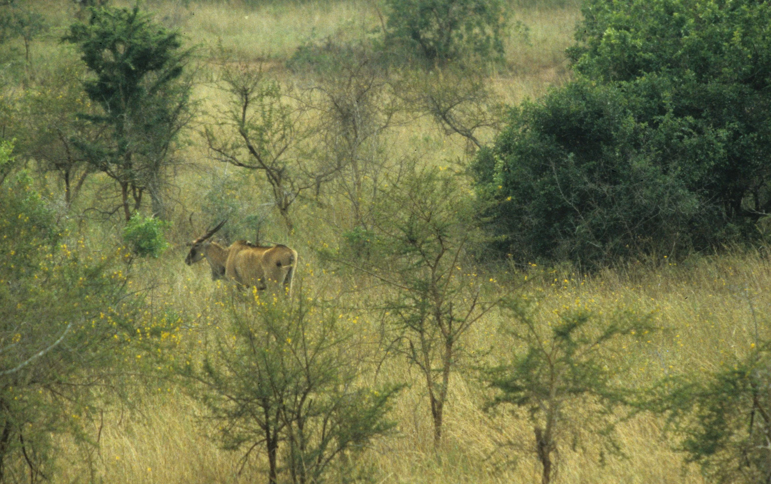 BOVID - ELAND - GREATER - UGANDA QE (6).jpg