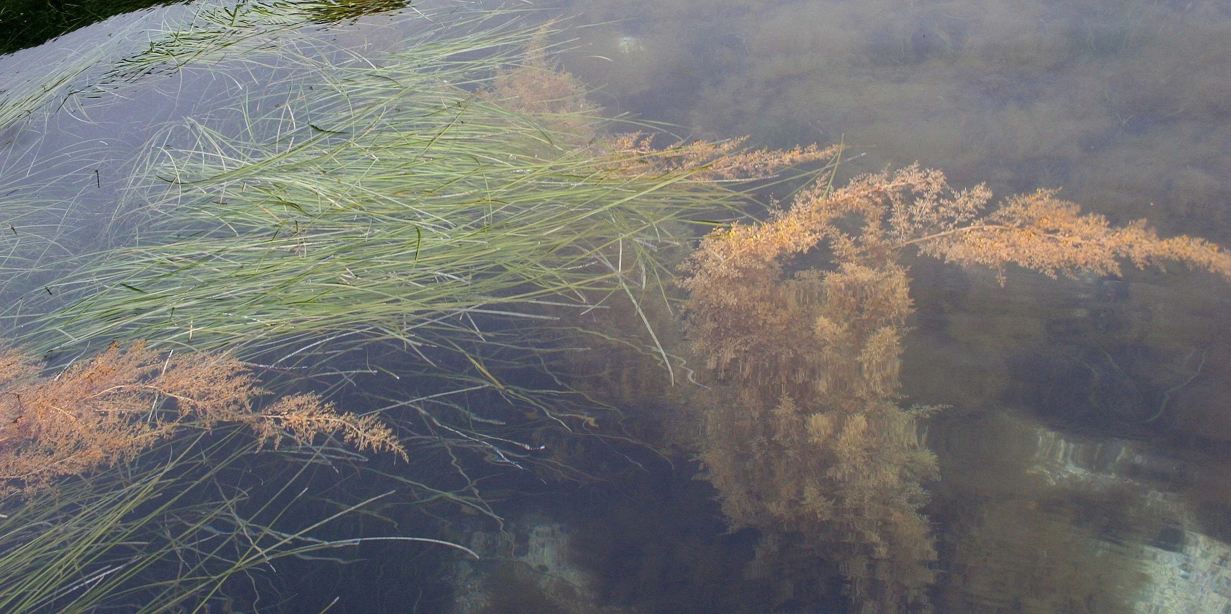 KURIL ISLANDS - FLORA  (63).jpg