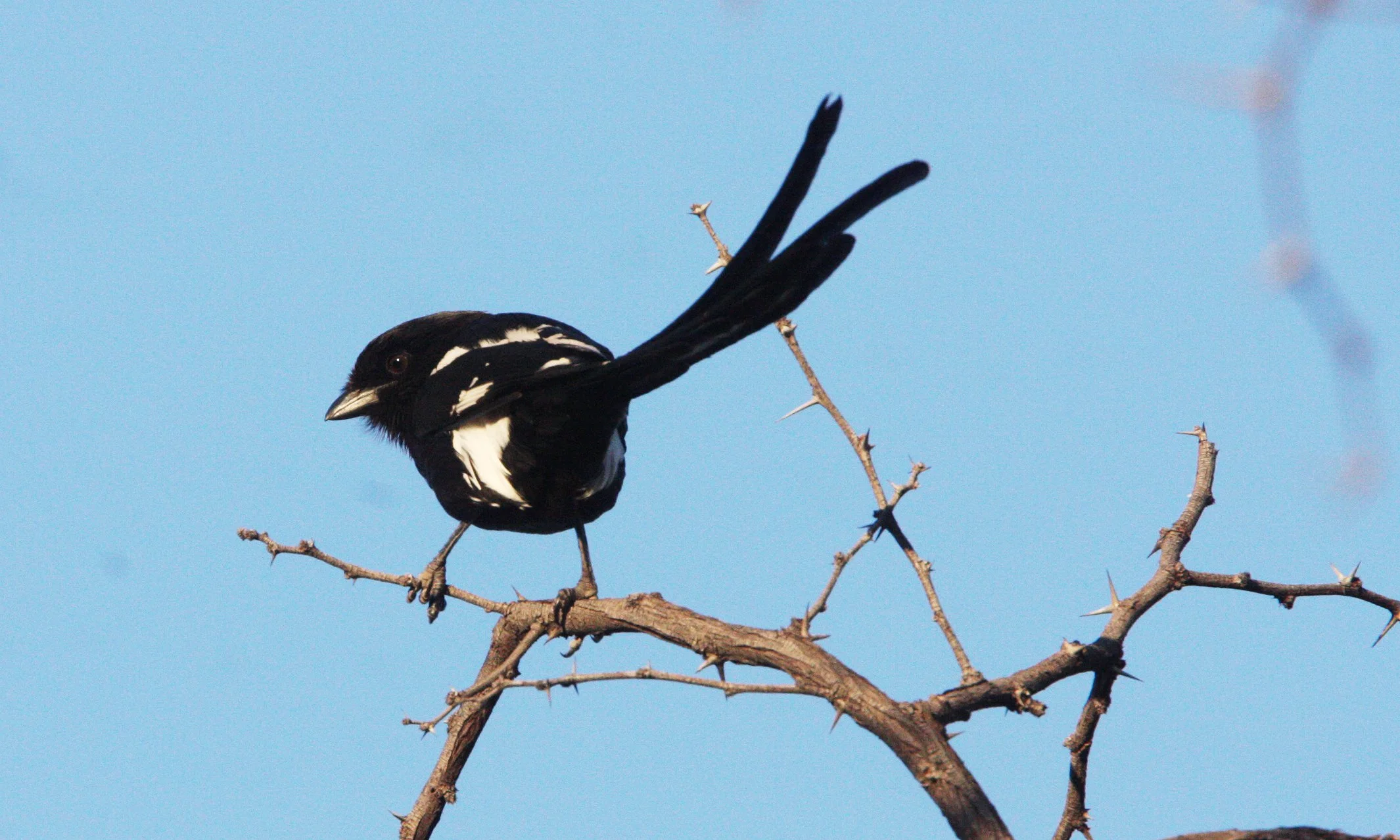 Magpie (Long-tailed) Shrike (Lanius melanoleucus) Khwai Camp Botswana (5).JPG