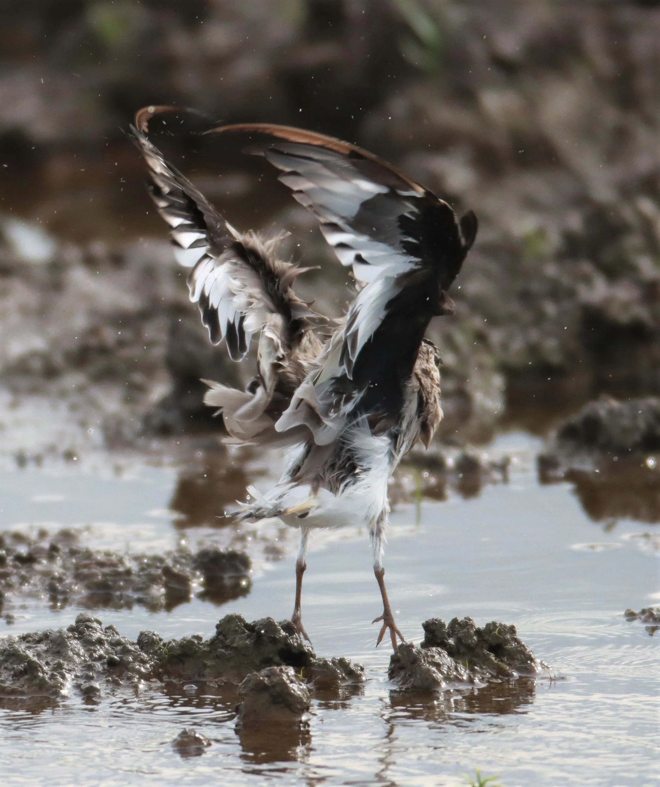 PRATINCOLE - SMALL PRATINCOLE - Glareola lactea - BANG KHAEM NAKHON PATHOM (12).jpg