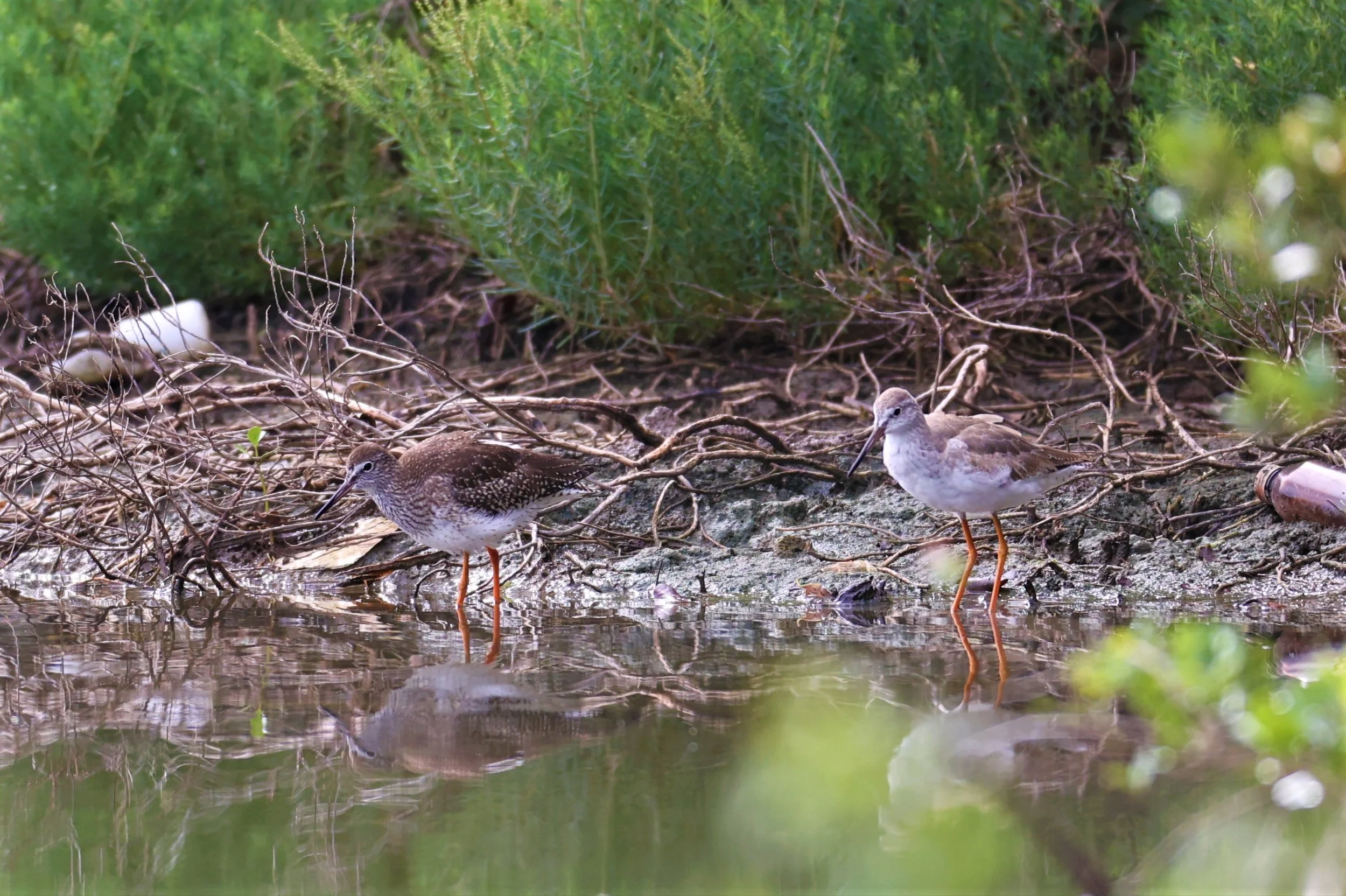 REDSHANK - COMMON REDSHANK - Tringa totanus - BANG PU MANGROVE FOREST 13 OCT 2021 (2).jpg