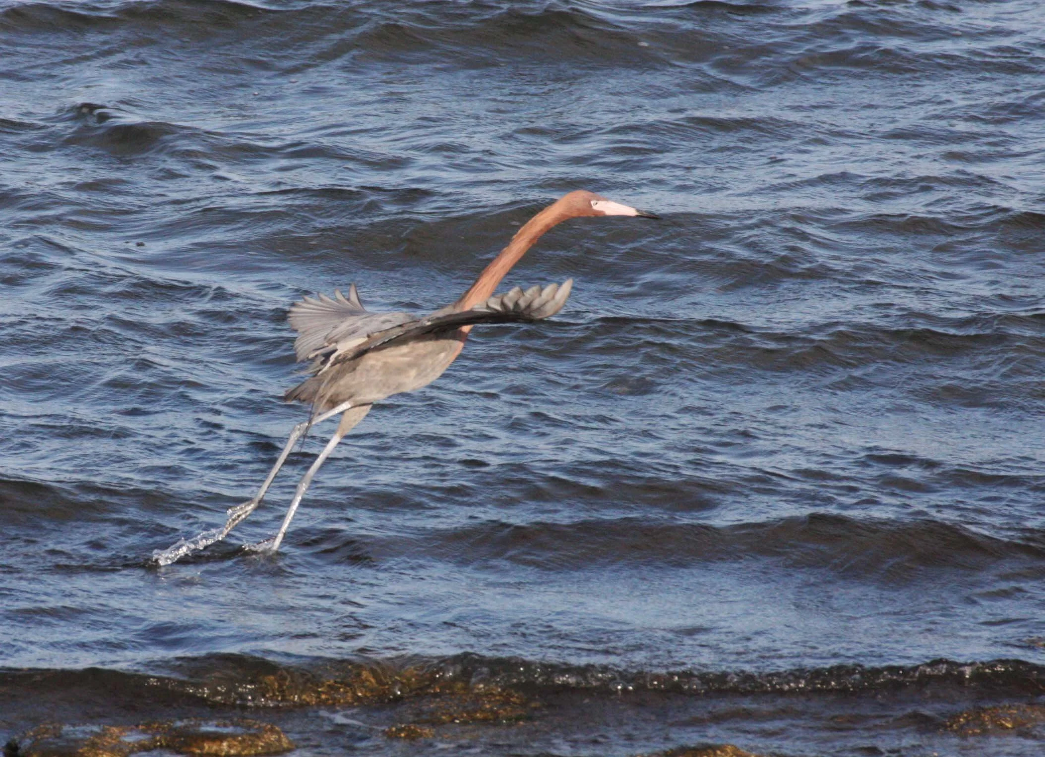 EGRET - REDDISH EGRET - Egretta rufescens - SAN IGNACIO LAGOON BAJA MEXICO (17).JPG