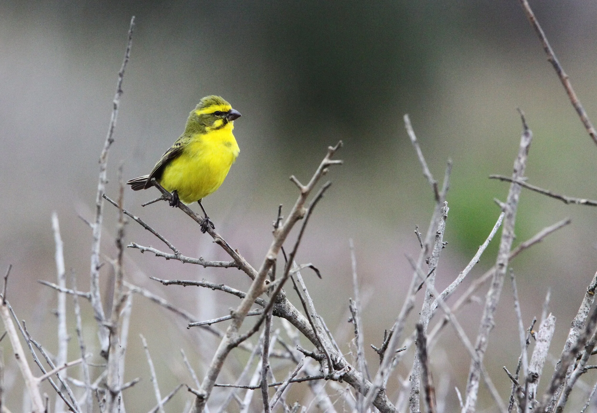 Yellow Canary (Crithagra flaviventris) West Coast NP, South Africa