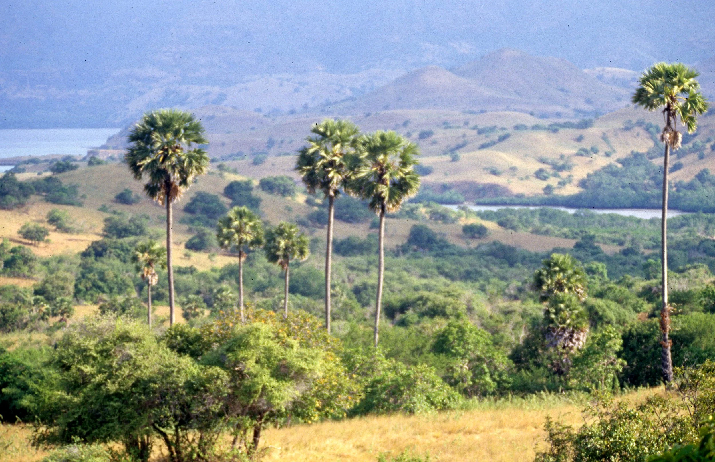 KOMODO - RINJA AND KOMODO ISLAND VIEWS (5).jpg