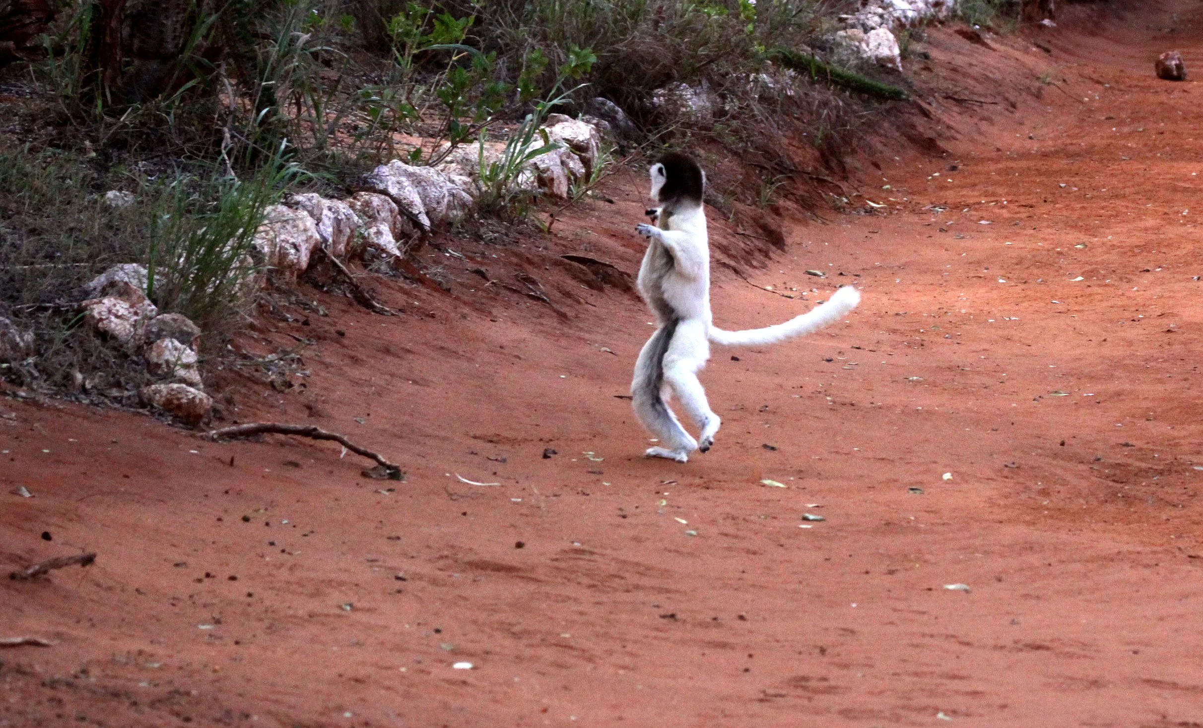 INDRIIDAE - Propithecus verreauxi - VERREAUX'S SIFAKA - ANDOHAHELA NATIONAL PARK MADAGASCAR (26).JPG