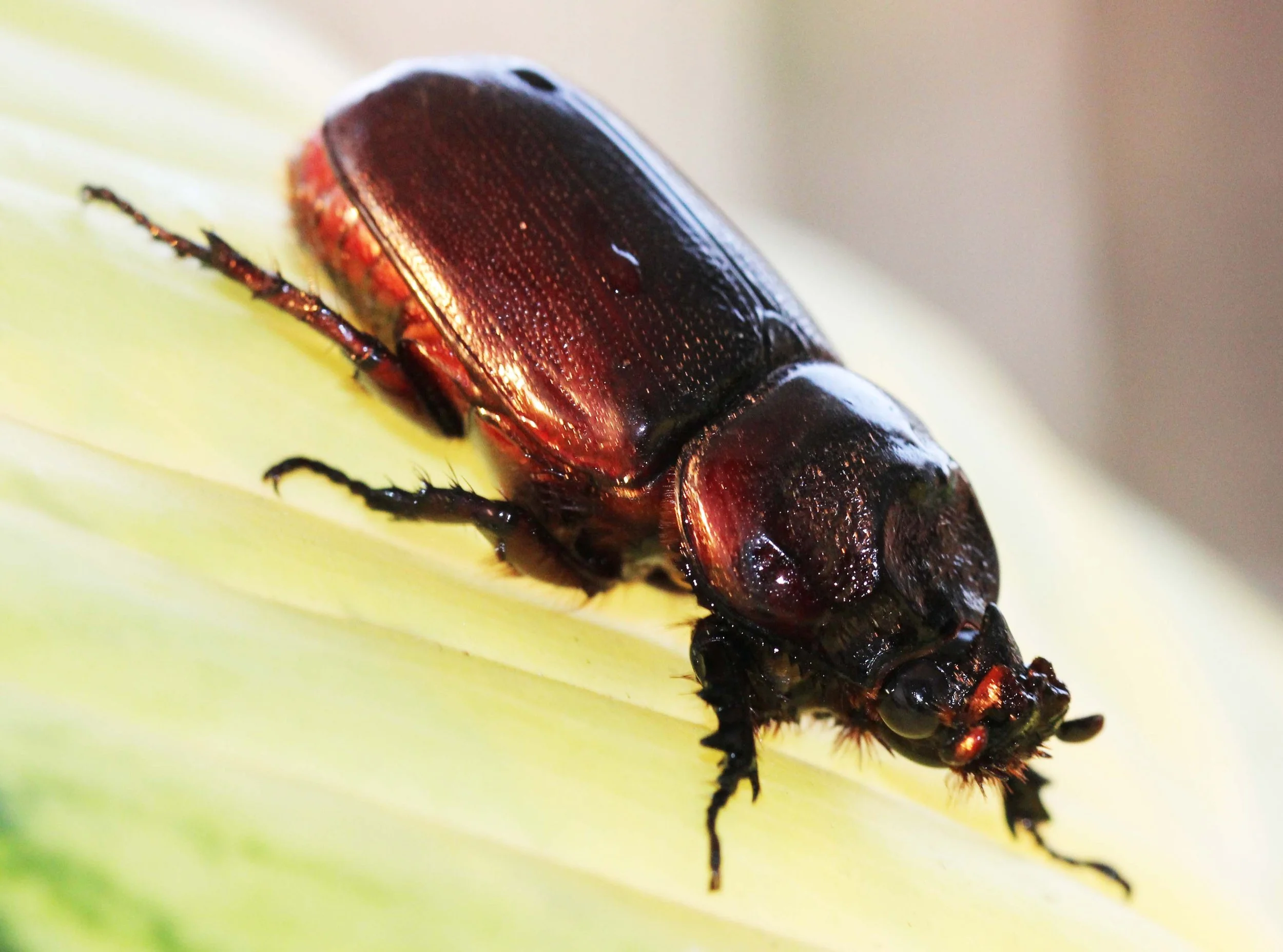 Oryctes rhinoceros - Bangkok, Thailand - March 2014 (13).JPG