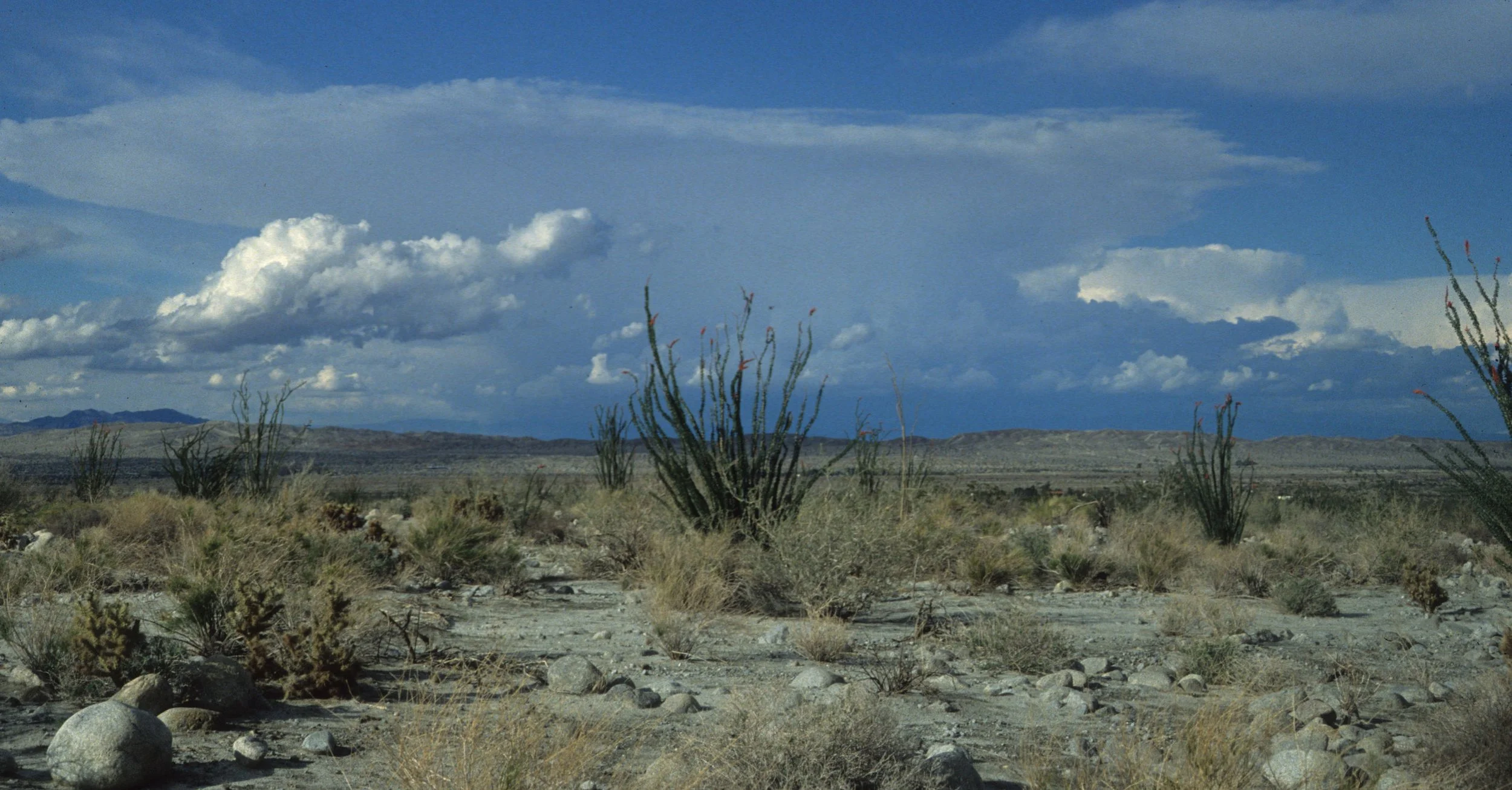 ANZA BORREGO - OCOTILLO COMMUNITY.jpg