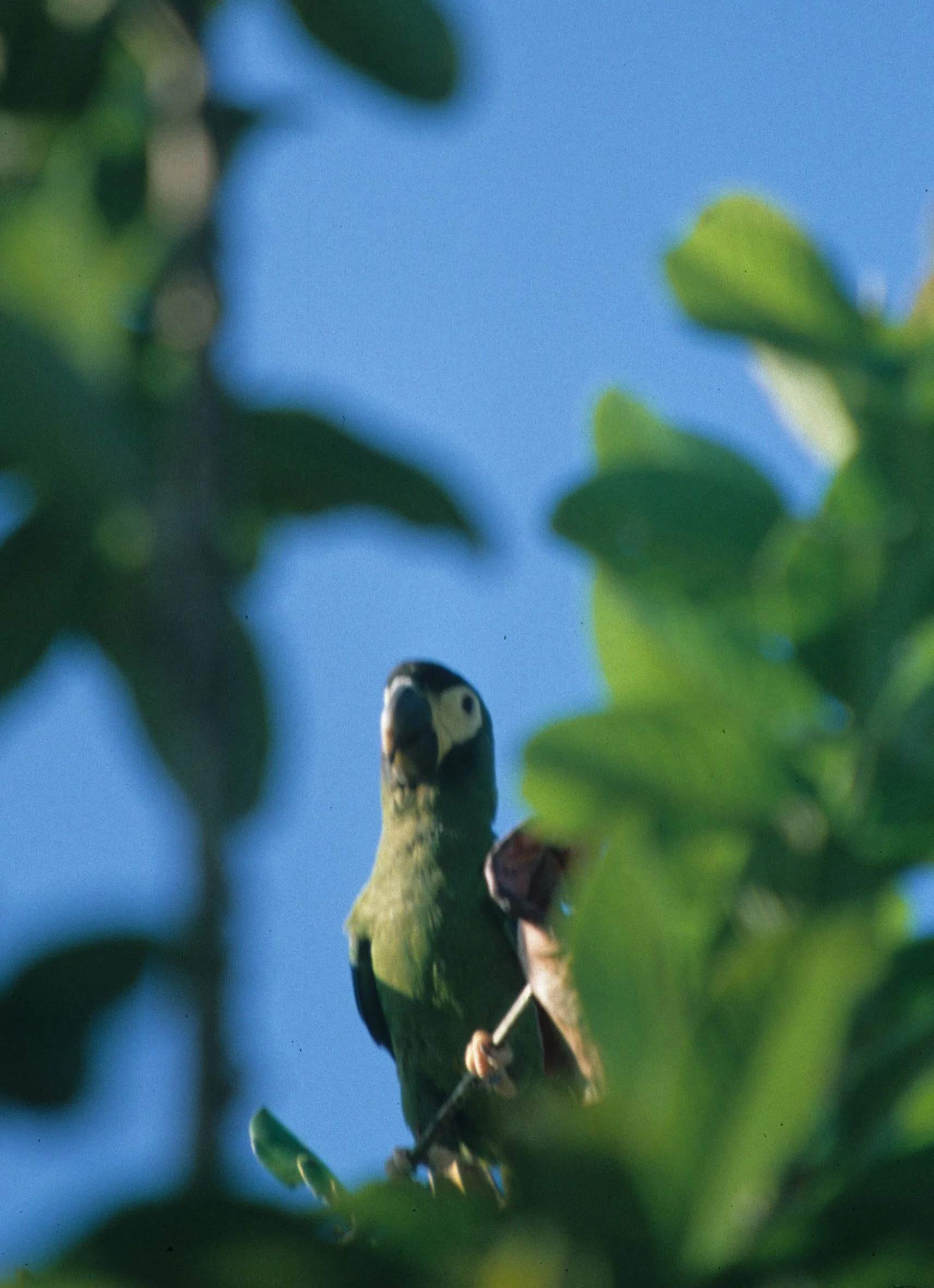 BIRD - PARROT - TOURQOISE FRONTED - PANTANAL A.jpg