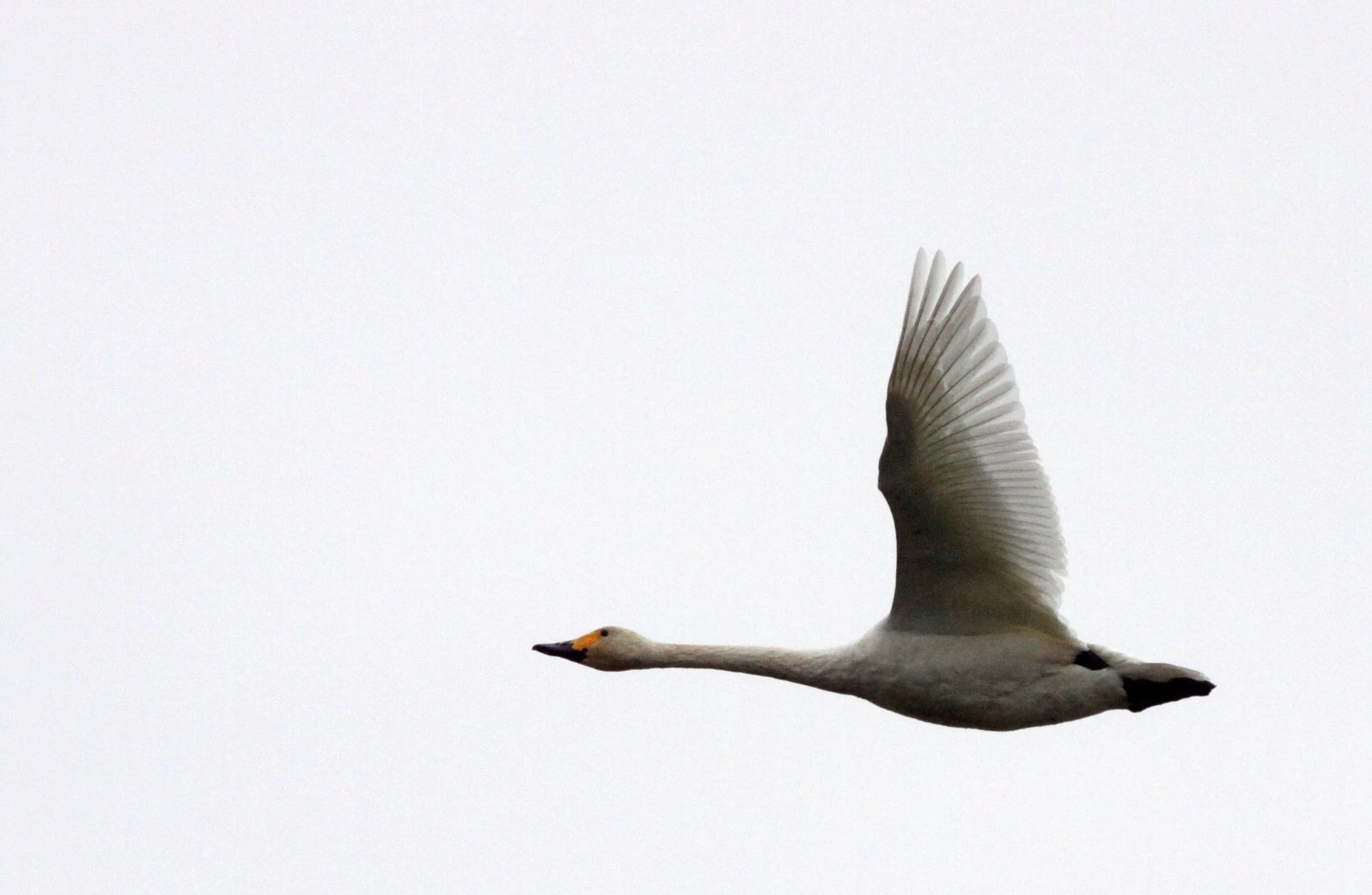SWAN - TUNDRA SWAN - Cygnus columbianus - CRANE - SIBERIAN CRANE - GRUS LEUCOGERANUS - POYANG LAKE, JIANGXI PROVINCE, CHINA (86).JPG