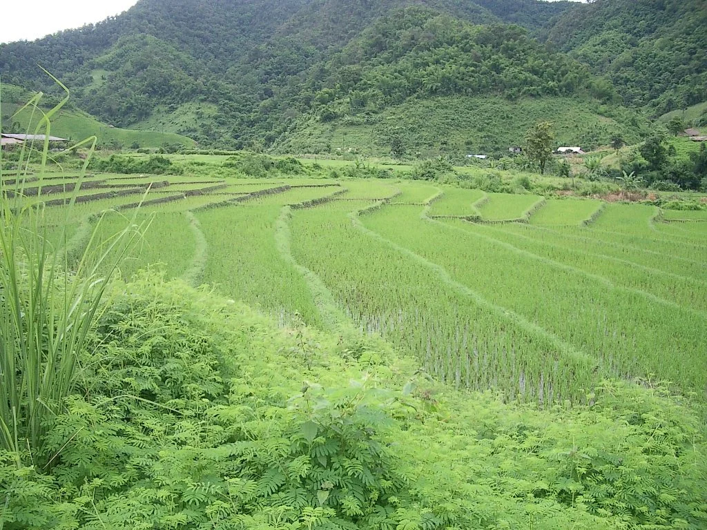 HILLTRIBE - COUNTRYSIDE NEAR CHIANG RAI - 2004 (3).JPG