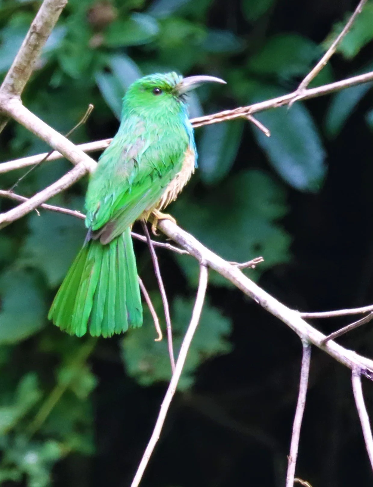 BEE-EATER - BLUE-BEARDED BEE-EATER - Nyctyornis amictus -KAENG KRACHAN NP 26 OCT 2021 (2).jpg