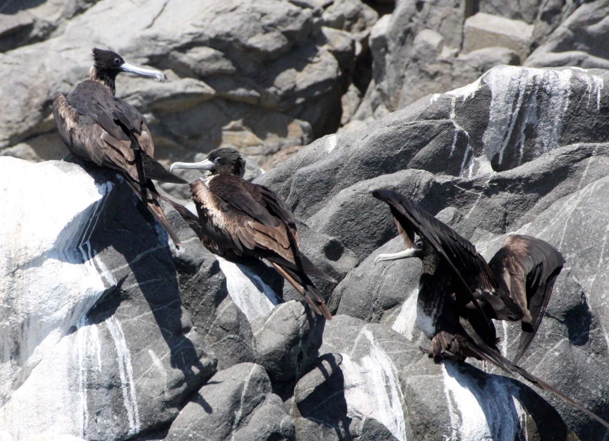 Magnificent Frigatebird (Fregata magnificens) Isla Santa Catalina, Baja Mexico (7).JPG