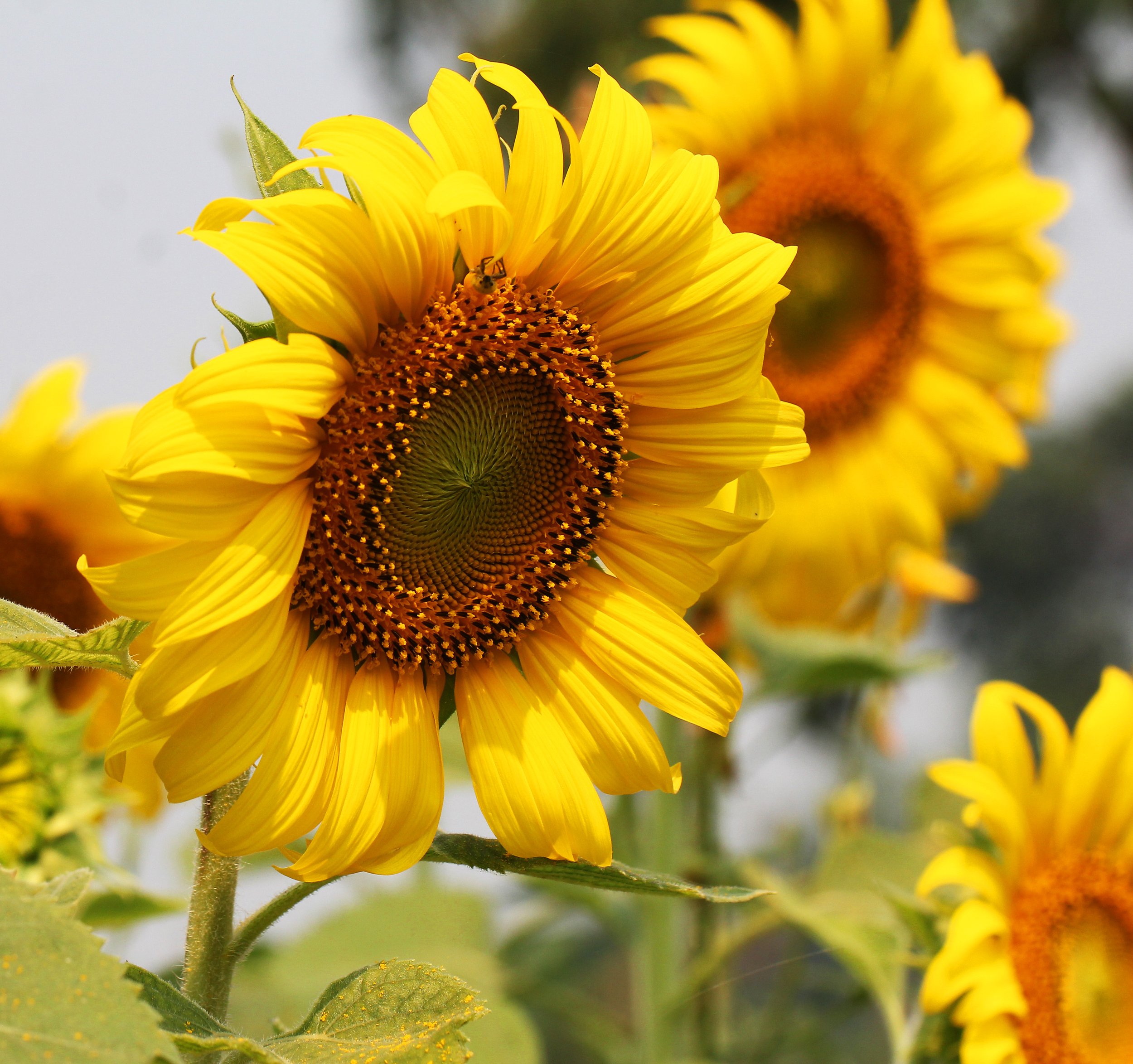 Blooming Common sunflowers (Helianthus annuus) are a popular tourist attraction in villages surrounding many locations around the Western Forest Complex.