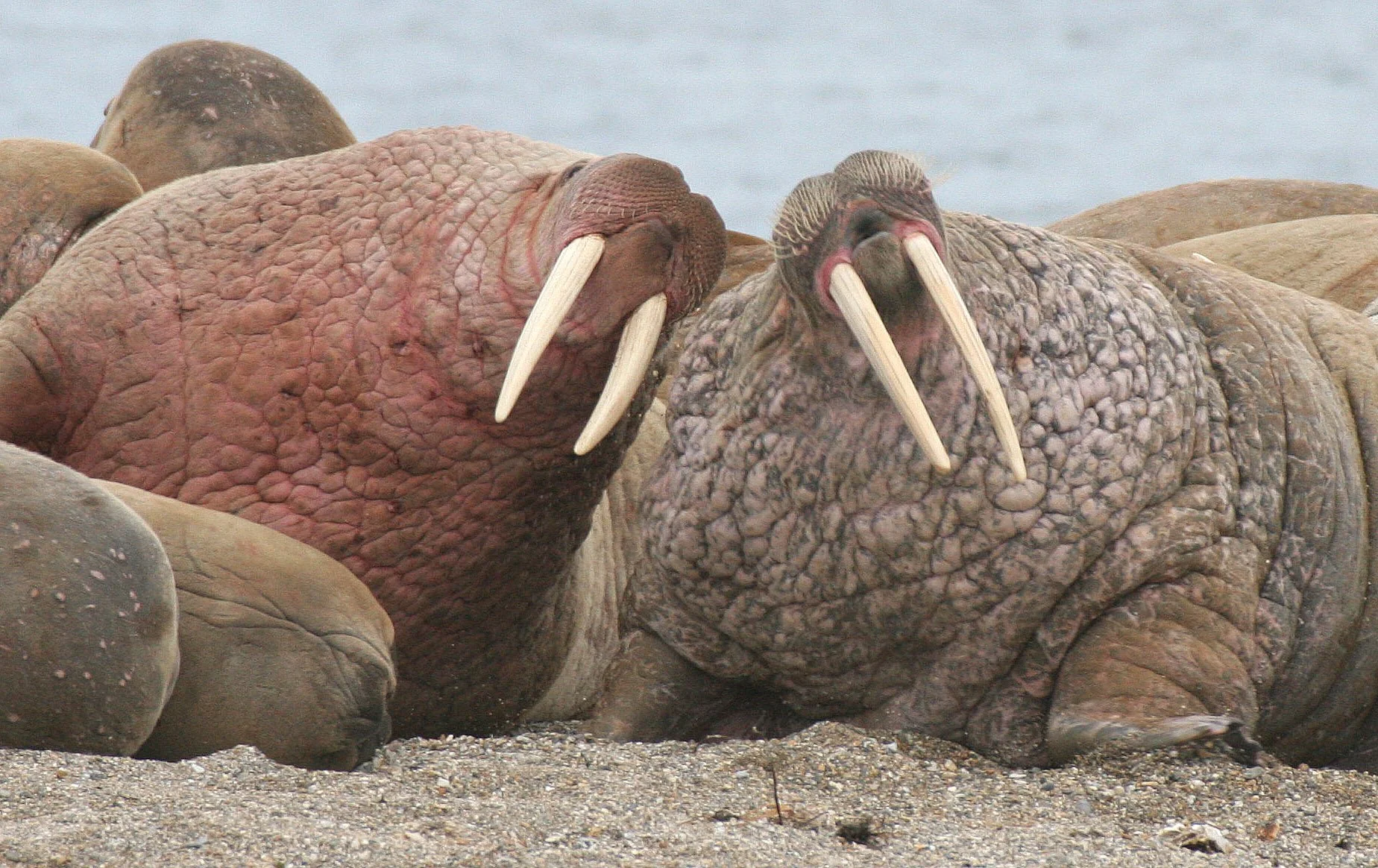 PINNIPED - WALRUS - ATLANTIC WALRUS - SVALBARD (212).jpg