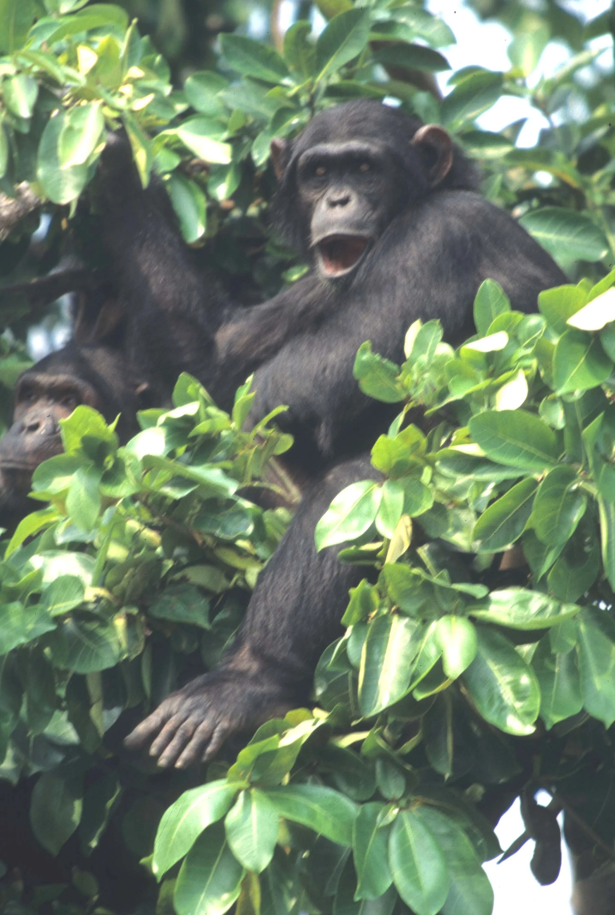 PRIMATE - CHIMP - UGANDA 11.jpg