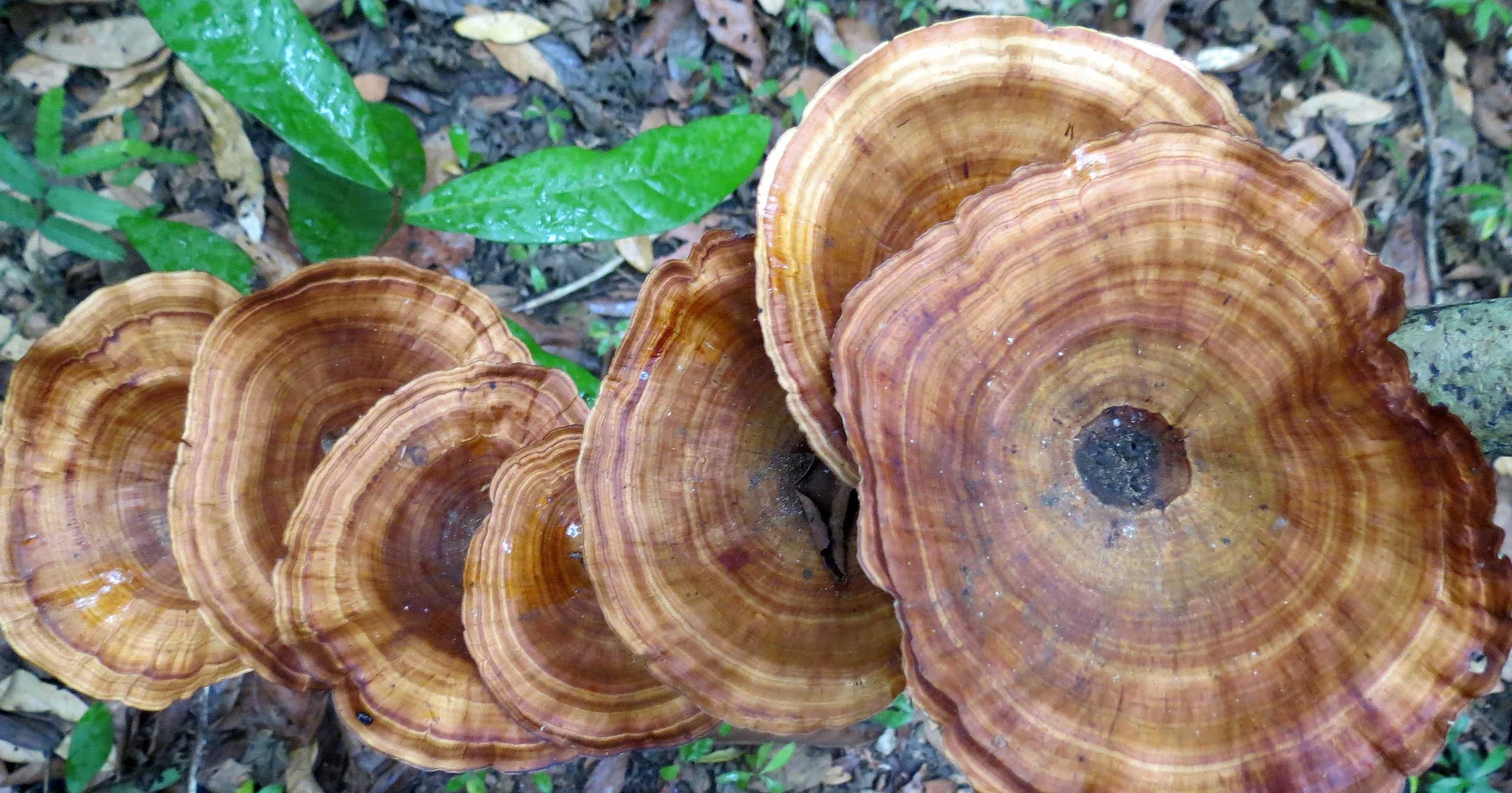 CAT TIEN NATIONAL PARK VIET NAM (88).JPG