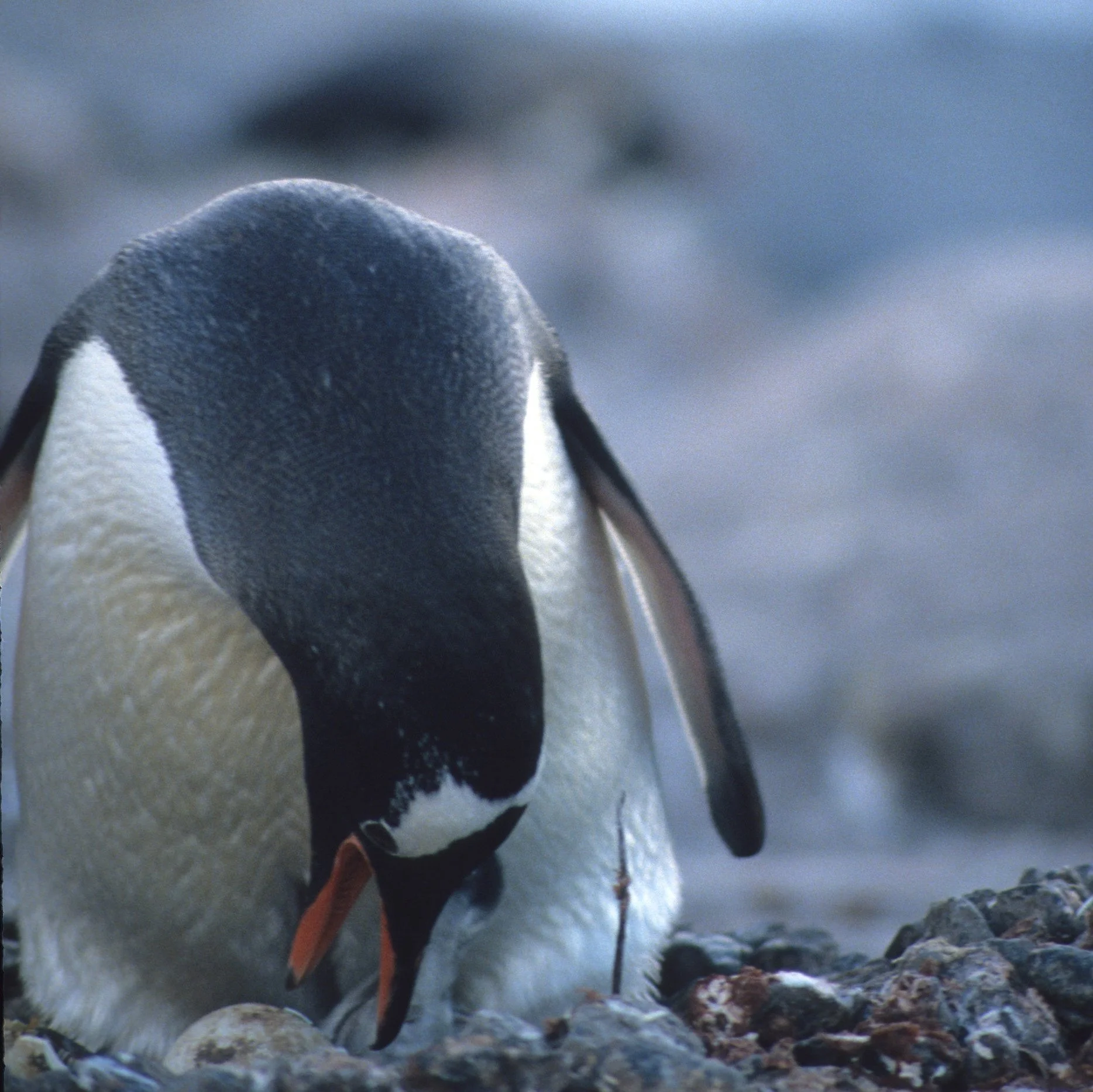 Gentoo Penguin (Pygoscelis papua) Antarctic Peninsula New Chick (1).jpg