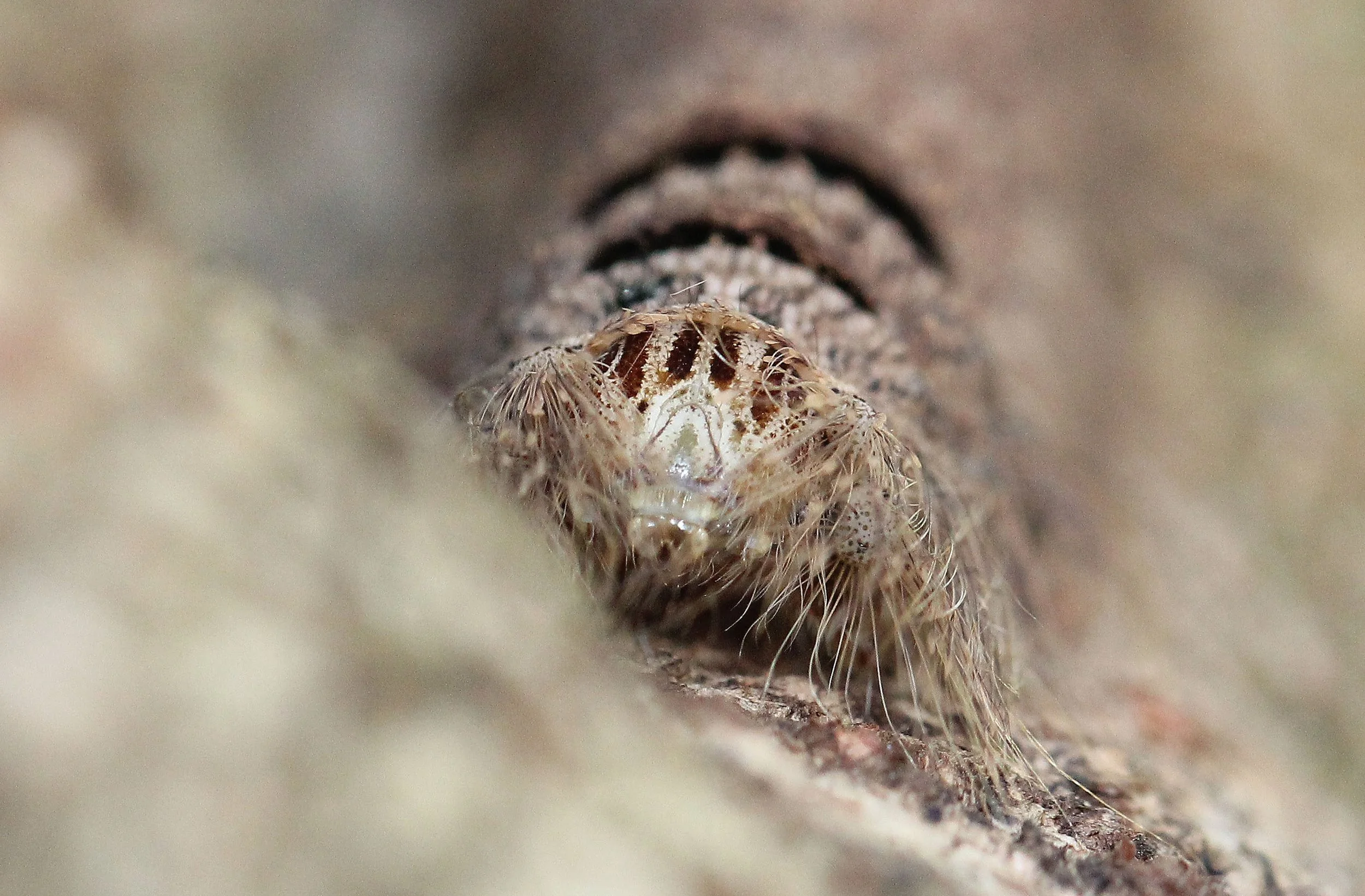 LEPIDOPTERA - Nephelium lappaceum - KOH LANTA THAILAND - SUMMER 2015 (74).JPG