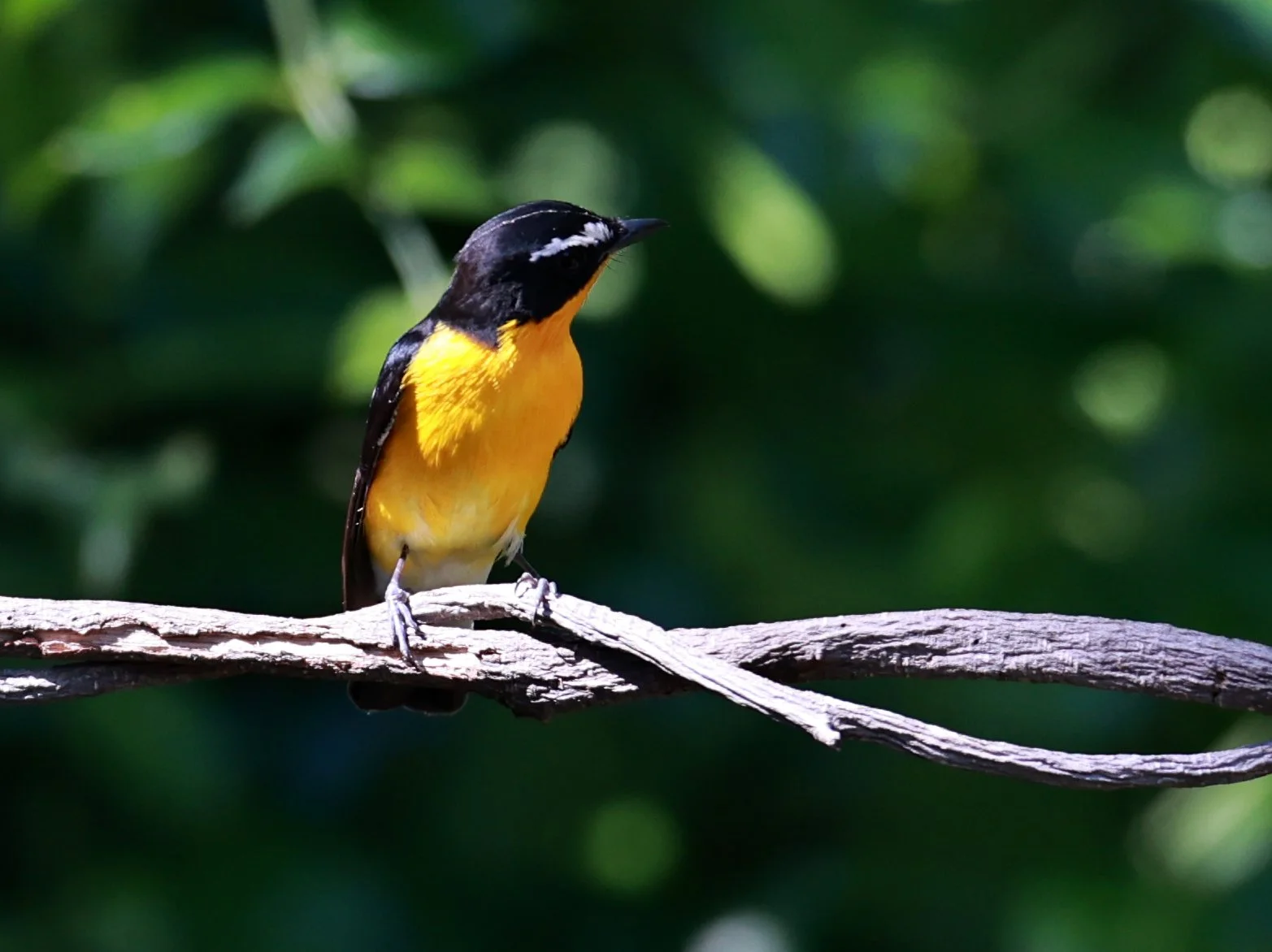 Flycatcher - Yellow-rumped Flycatcher - Ficedula zanthopygia - Bang Pu Mangrove Forest Reserve, Samut Prakan March 30, 2024 (16).jpg
