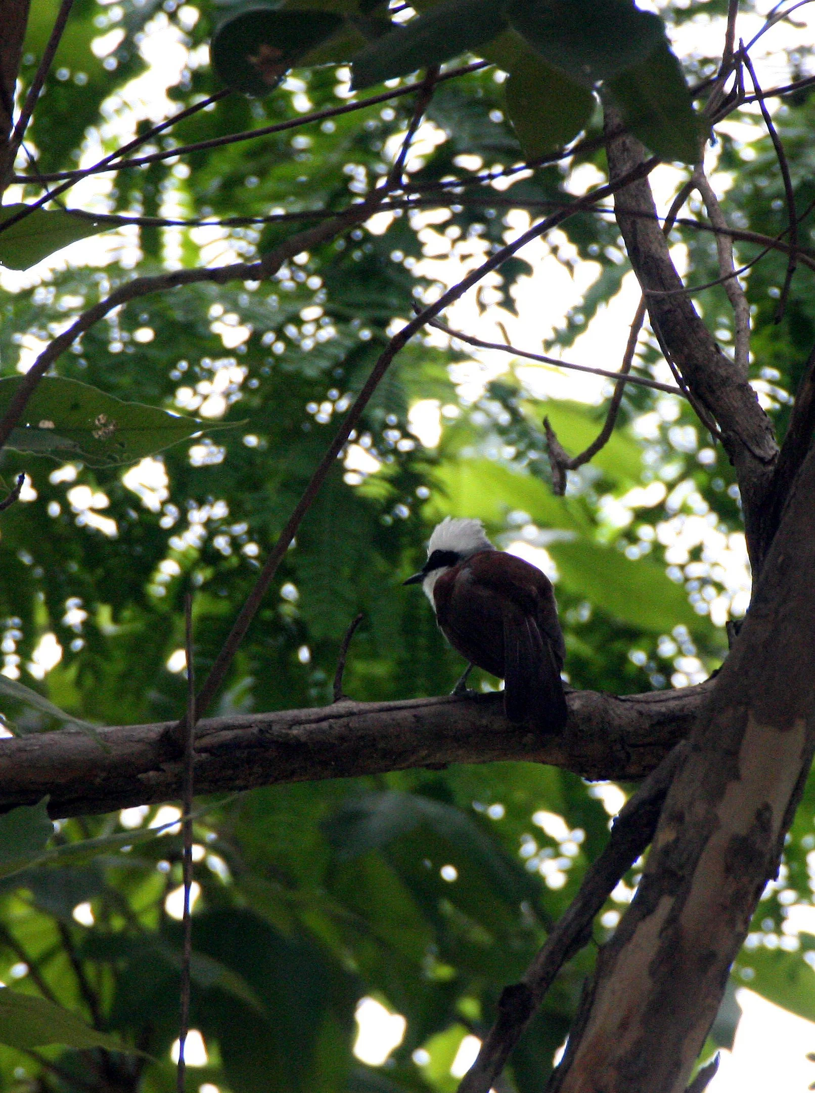 LAUGHINGTHRUSH - WHITE-CRESTED LAUGHINGTHRUSH - Garrulax leucolophus HUAI KHA KHAENG NATURE RESERVE HEADQUARTERS CAMPGROUND (18).JPG