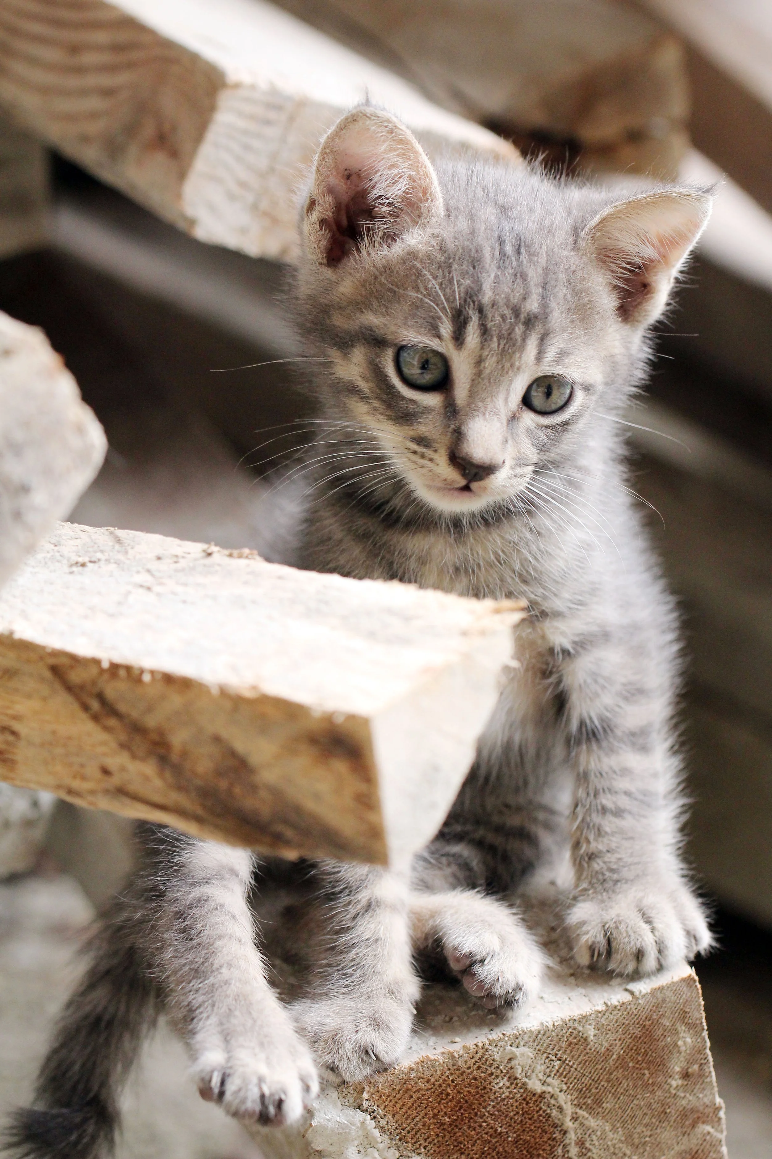 2015 Koh Lanta October Break Trip  (222).JPG