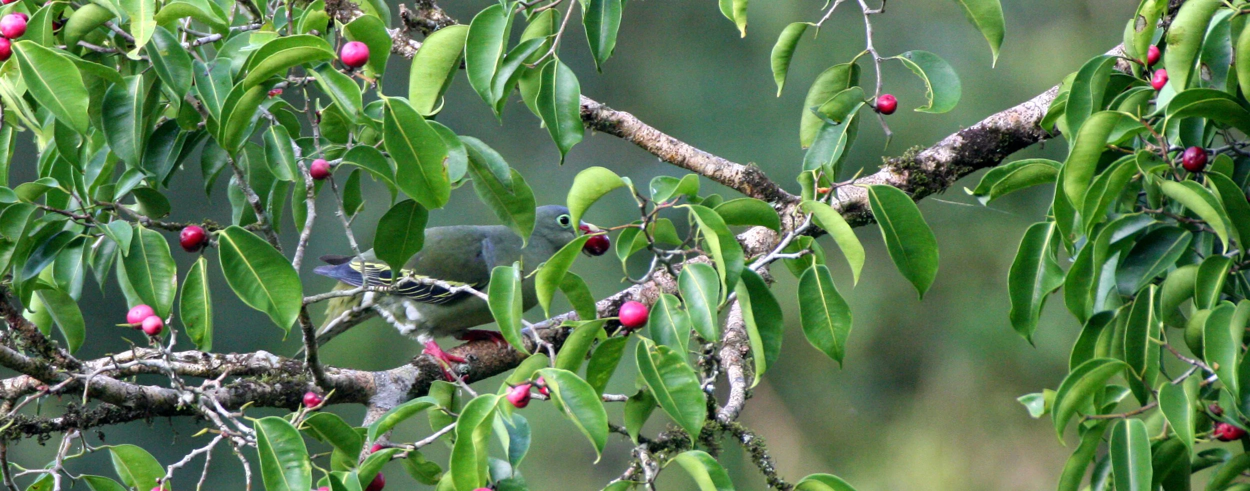 Thick-billed Green Pigeon (Treron curvirostra) Kaeng Krachan NP Thailand (1).JPG
