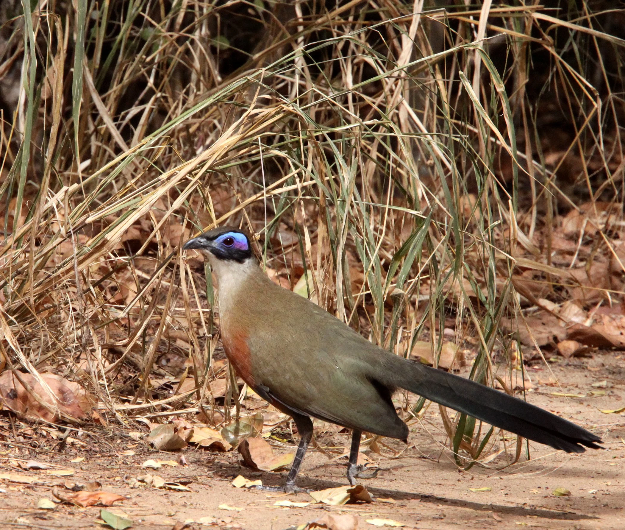 Giant Coua (Coua gigas) Kirindy NP Madagascar (7).JPG