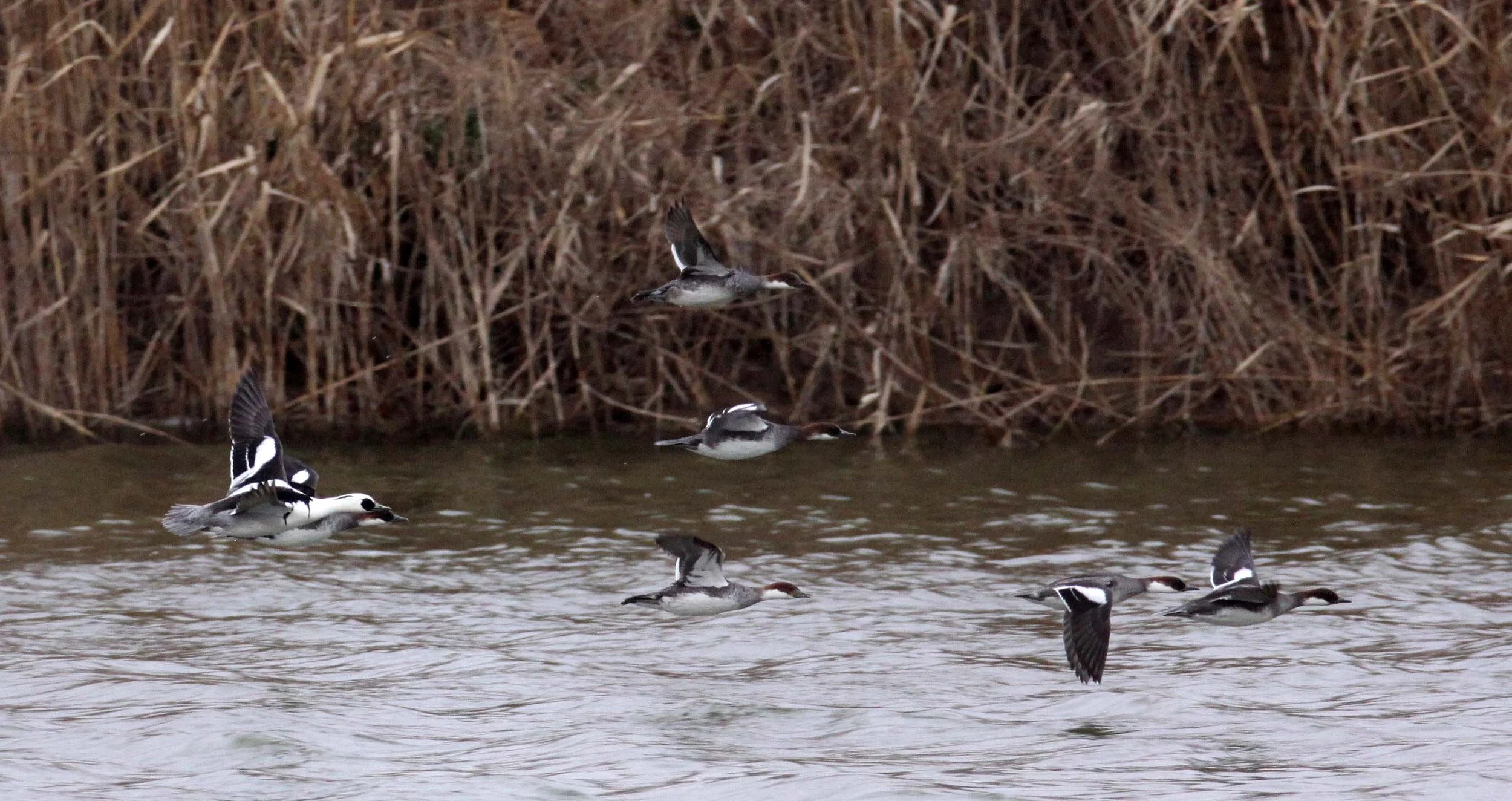 SMEW - Mergellus albellus - YANCHENG CHINA (6).JPG