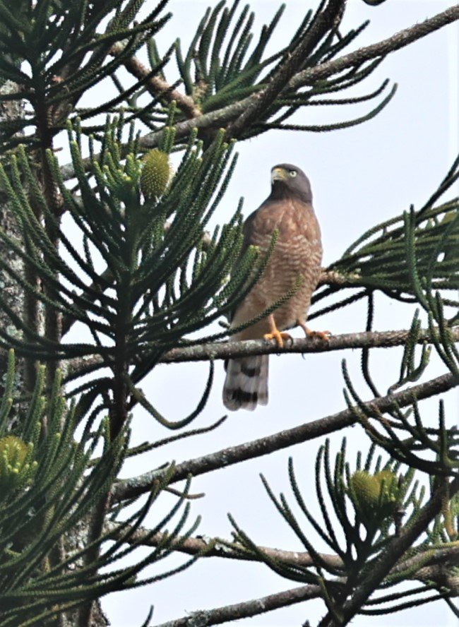 Hawk - Roadside Hawk - Rupornis magnirostris - Rio de Janeiro Brazil July 2023, Day 2-3 (1).jpg