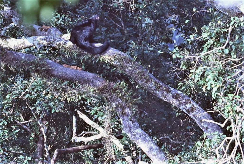 I enjoyed watching this Binturong all afternoon snoozing and stretching.