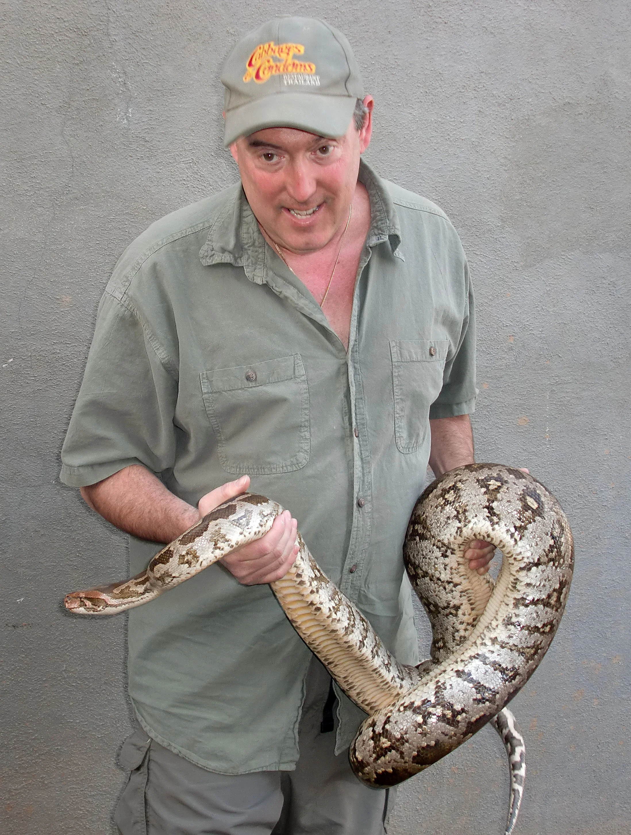 Indian Rock Python (Python molurus) India