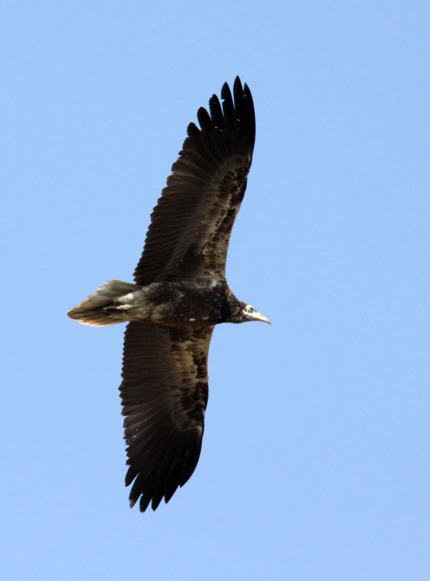 Gyps fulvus - GRIFFON (EUROPEAN GRIFFON) VULTURE - NEAR AHMEDABAD GUJARAT INDIA (12).JPG