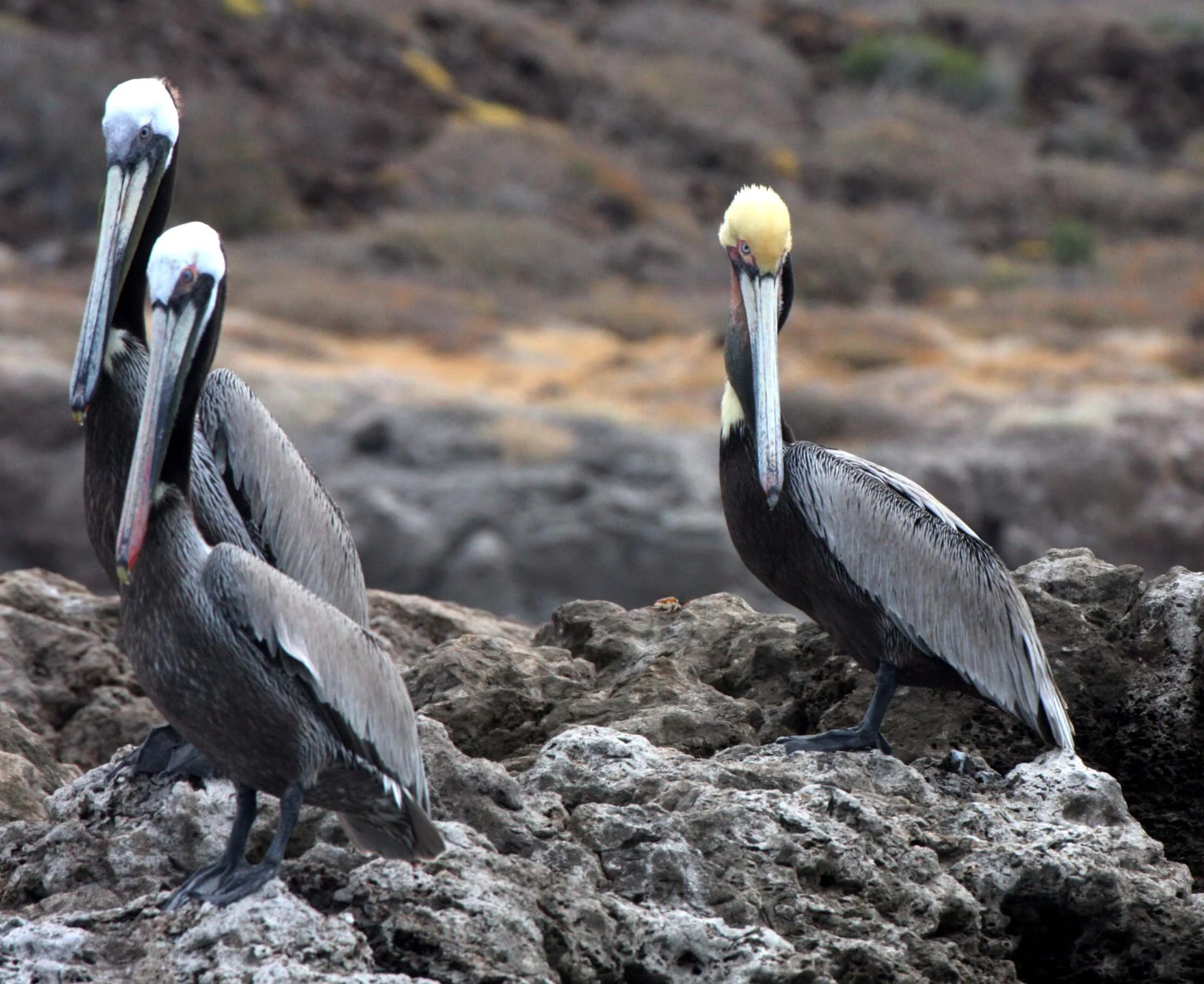 Pelecanus occidentalis - BROWN PELICAN - ISLA MONSTERRAT BAJA MEXICO (3).JPG