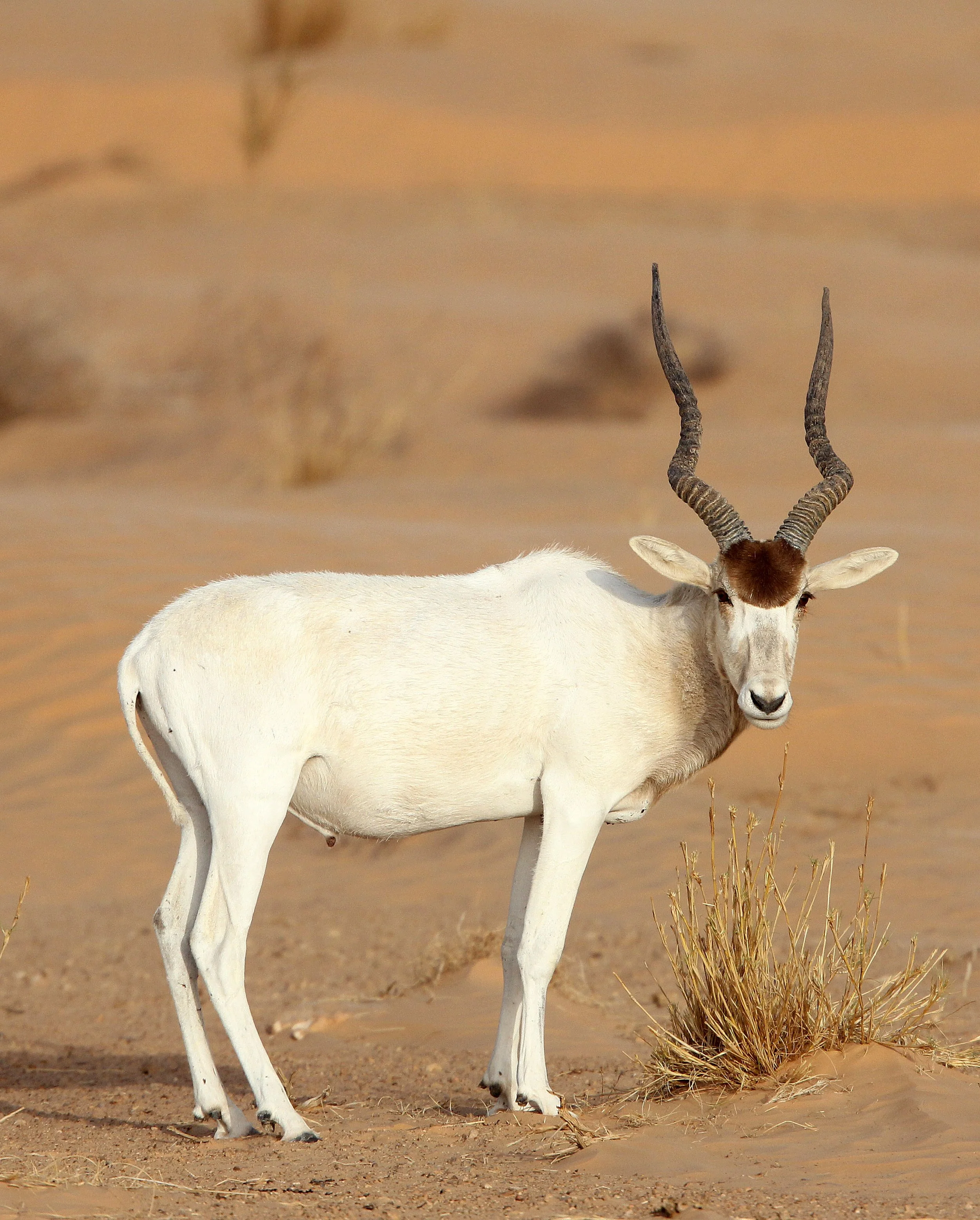 ADDAX - Addax nasomaculatus - JEBIL NATIONAL PARK TUNISIA (137).JPG