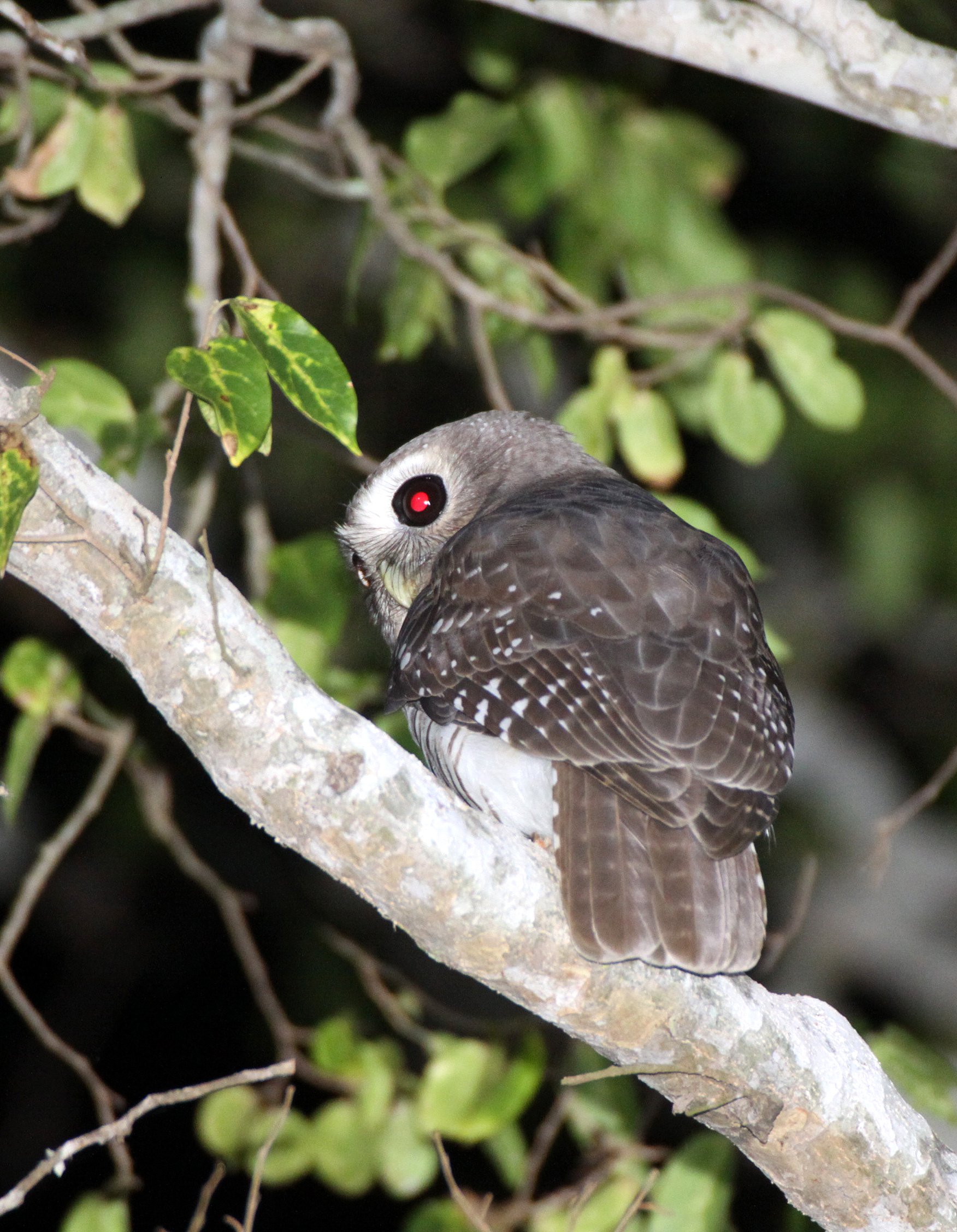 Athene superciliaris - WHITE-BROWED OWL - BERENTY RESERVE MADAGASCAR (1).JPG