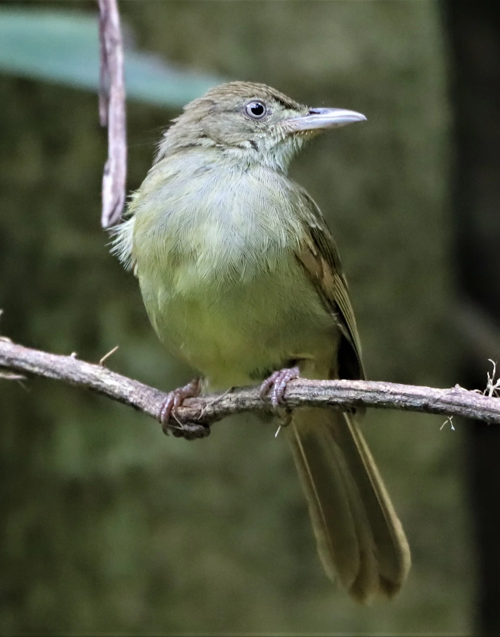 BULBUL - GREY-EYED BULBUL - Iole propinqua -  - DOI INTHANON JULY 2 2021 (19).jpg