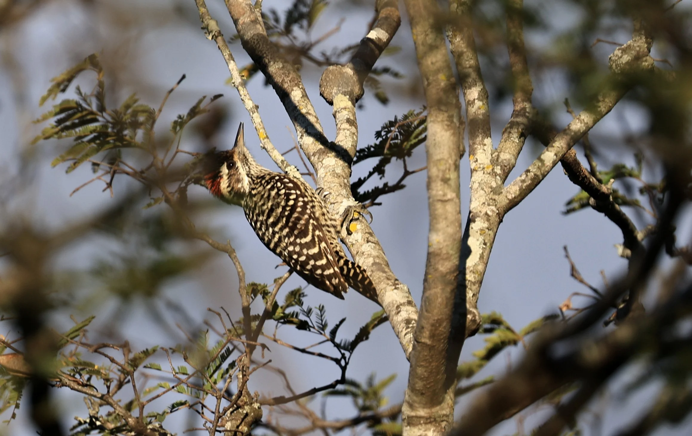 Checkered Woodpecker (Veniliornis mixtus) Reserva Nueland  Selva Serena (4).jpg
