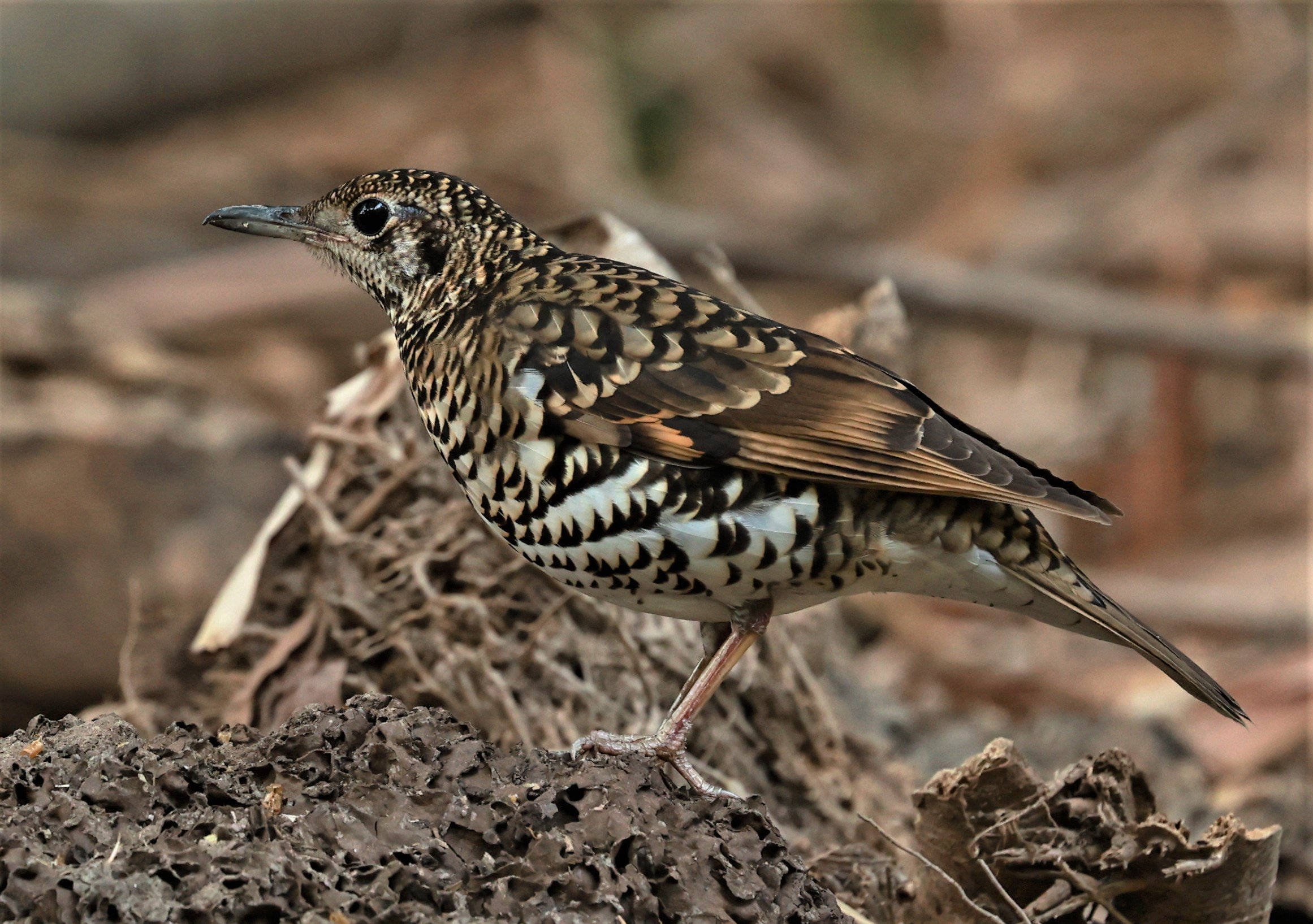 White's Thrush (Zoothera aurea) Putthamonthon Park Nakhon Pathom Thailand (94).jpg