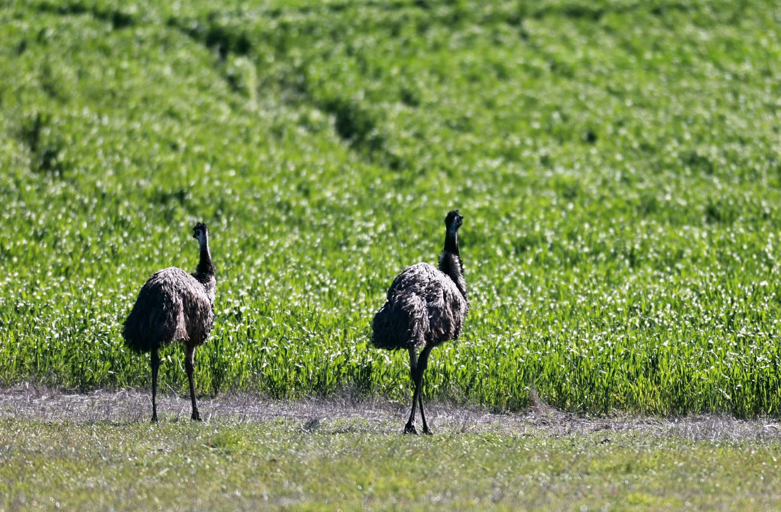 Emu (Dromaius novaehollandiae) Stirling Range NP - Western Australia (14).jpg