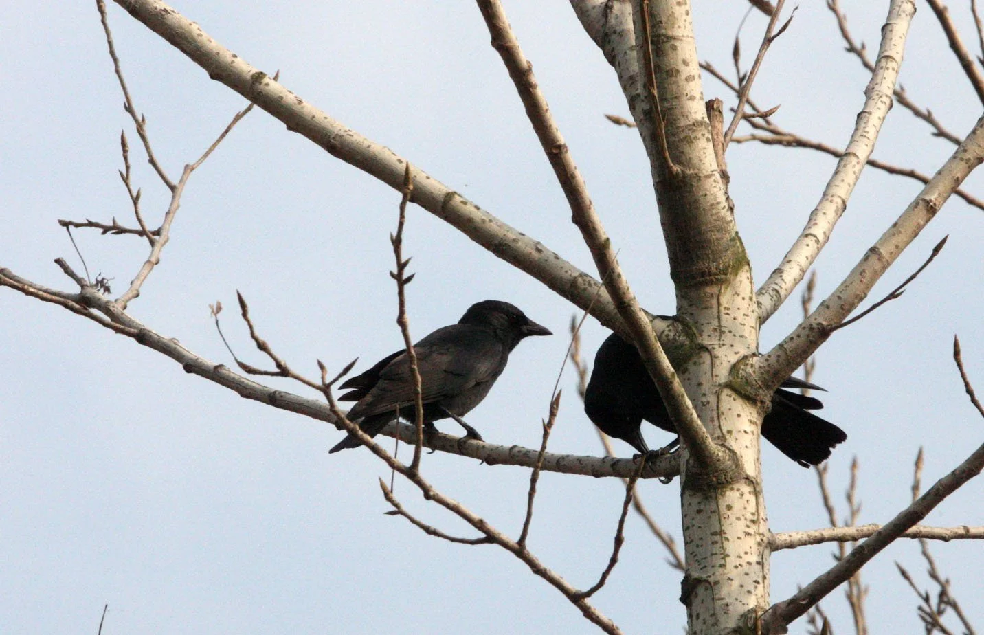 BIRD - JACKDAW - DAURIAN JACKDAW - COLOEUS DAUURICUS - WITH ROOKS - POYANG LAKE, JIANGXI PROVINCE, CHINA (4).JPG
